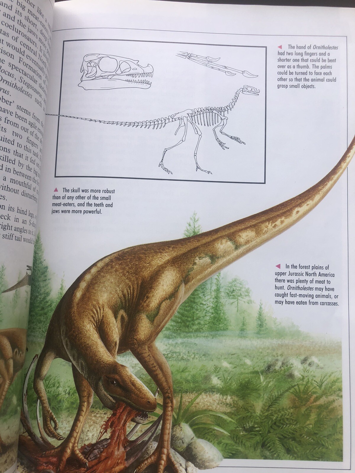 Illustrated Dinosaur Encyclopedia by Dougal Dixon (1988, Hardcover)