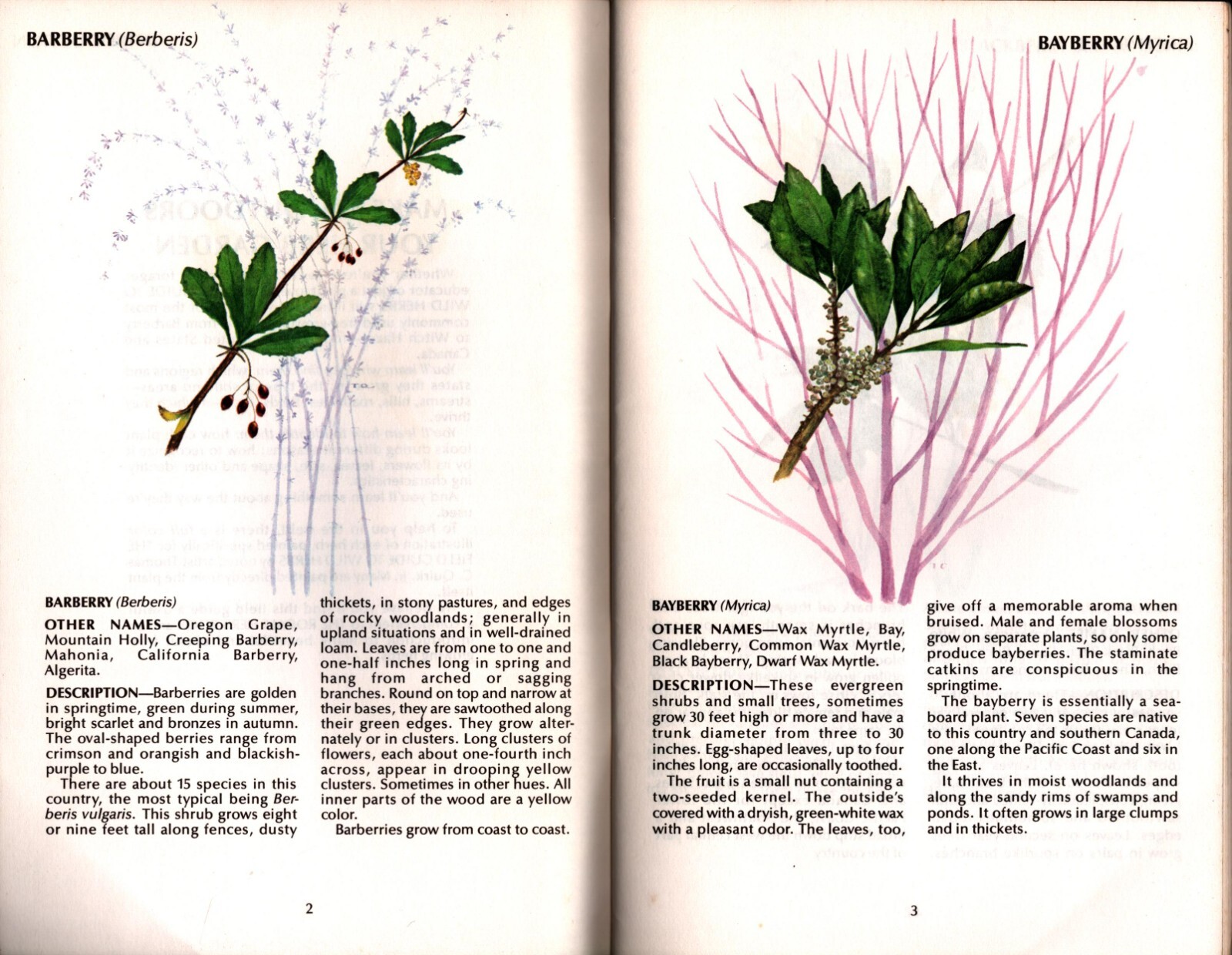 Field Guide to Wild Herbs Rodale Press 51 Pages 8″ x 5″