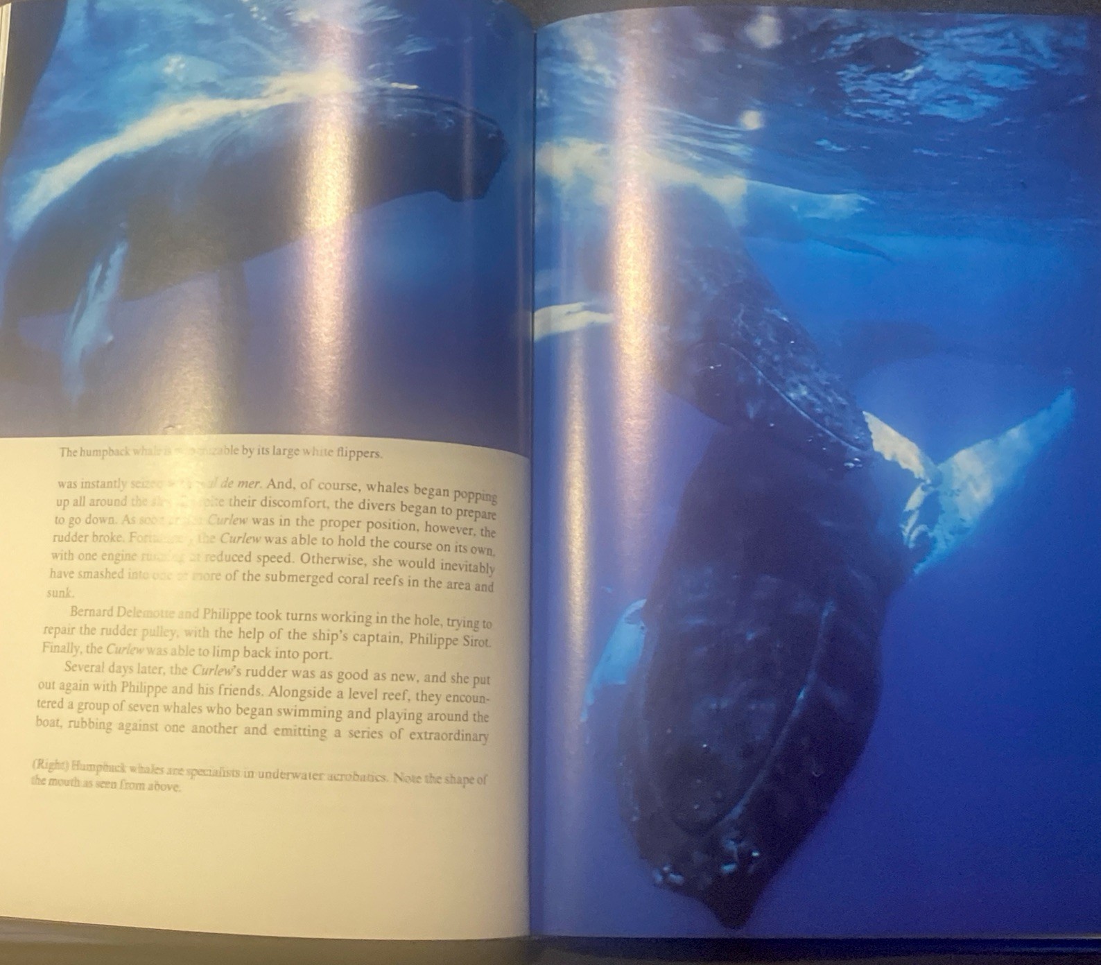 THE WHALE By Jacques Yves Cousteau & Philippe Diole 1972 HC 1st Edition