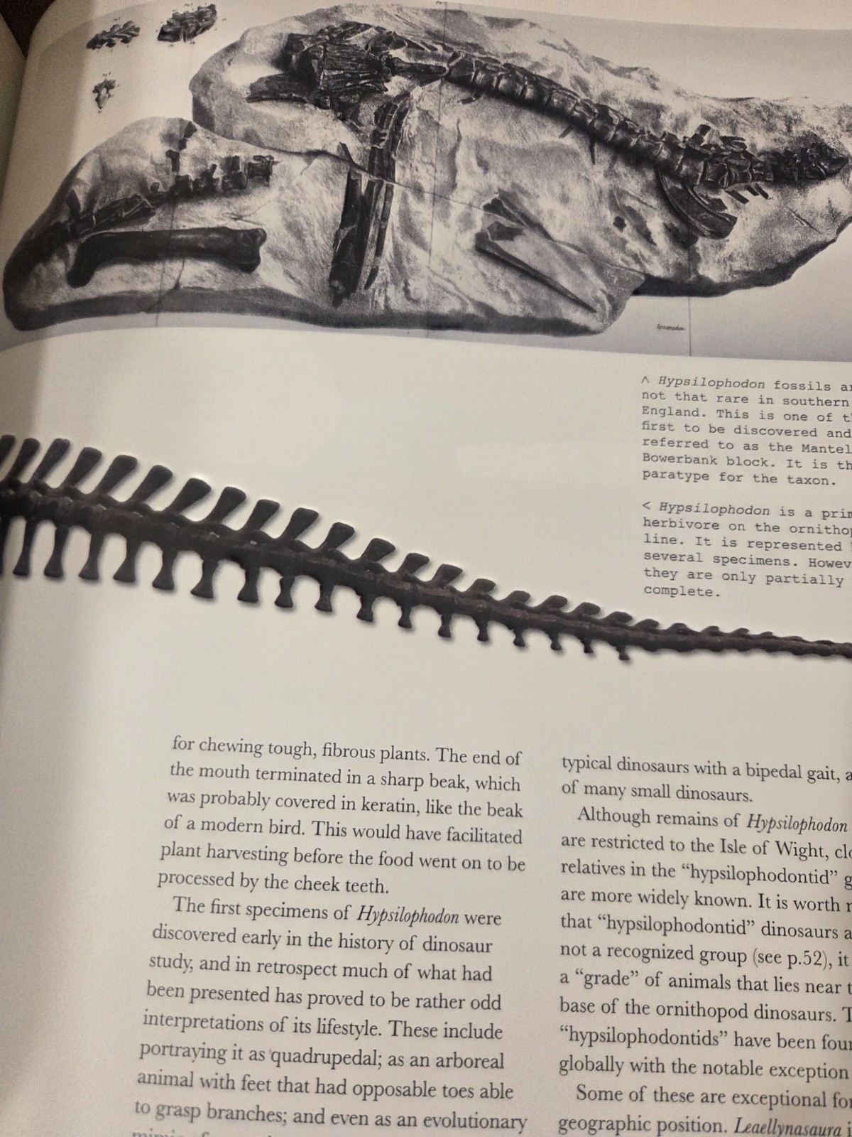 The World of Dinosaurs: An Illustrated Tour by Mark A Norell: Used