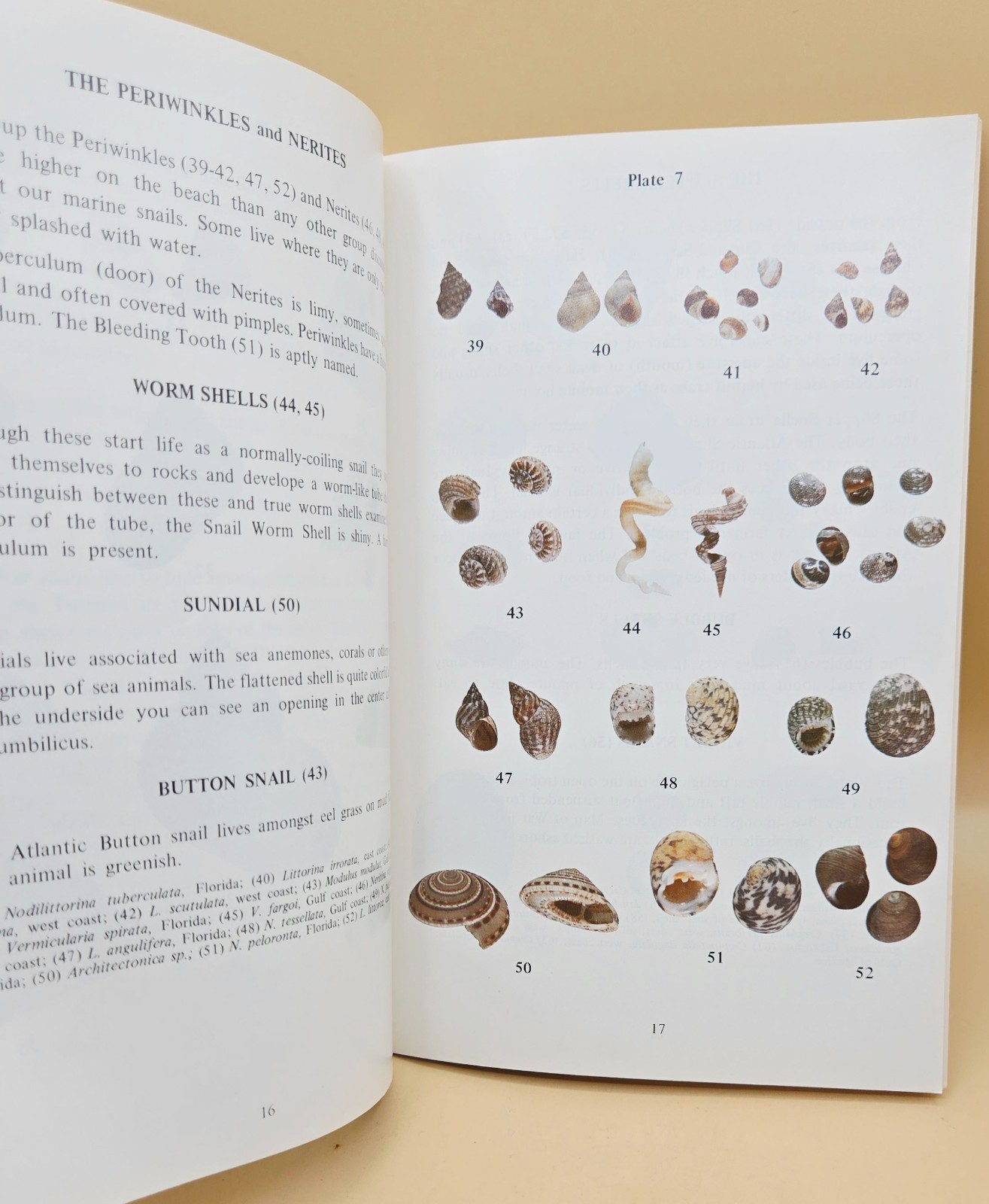 Vintage 1975 WHAT IS A SHELL? Educational Book, VERY GOOD, LN