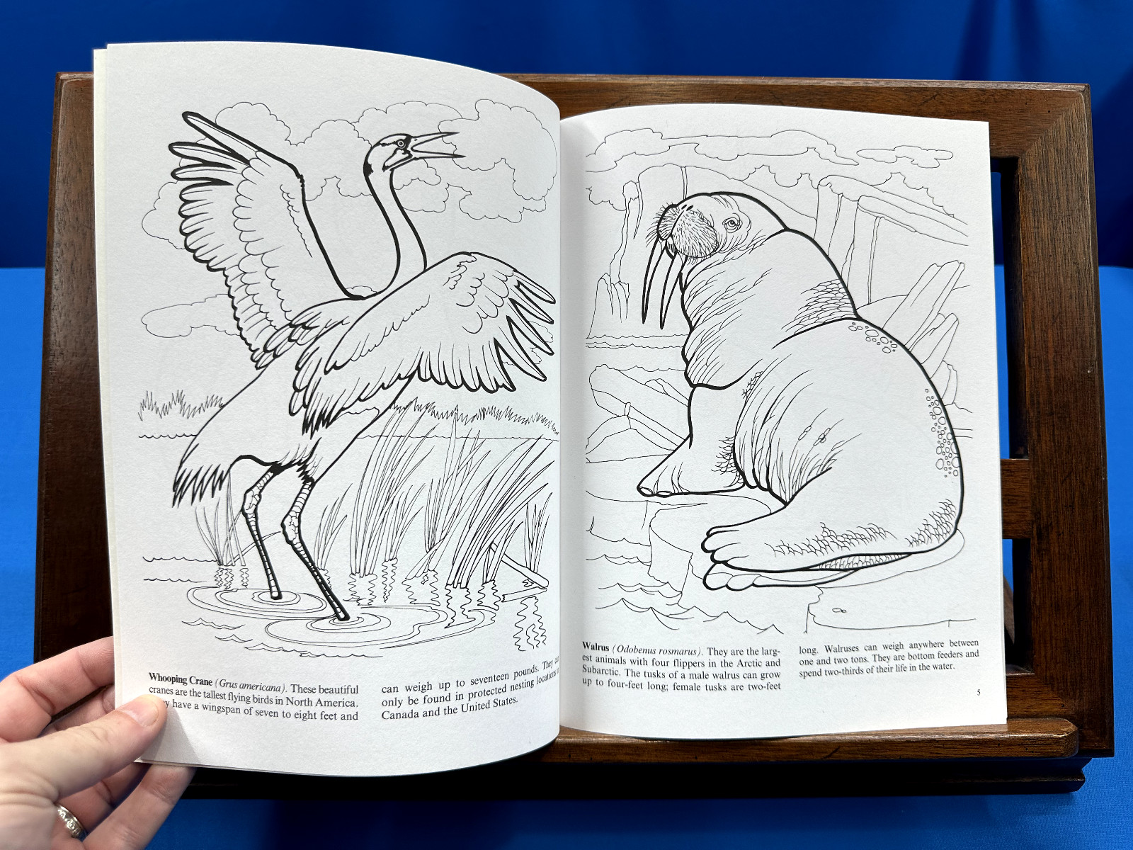 Endangered Animals Coloring Book- Jan Sovak, 2009, New