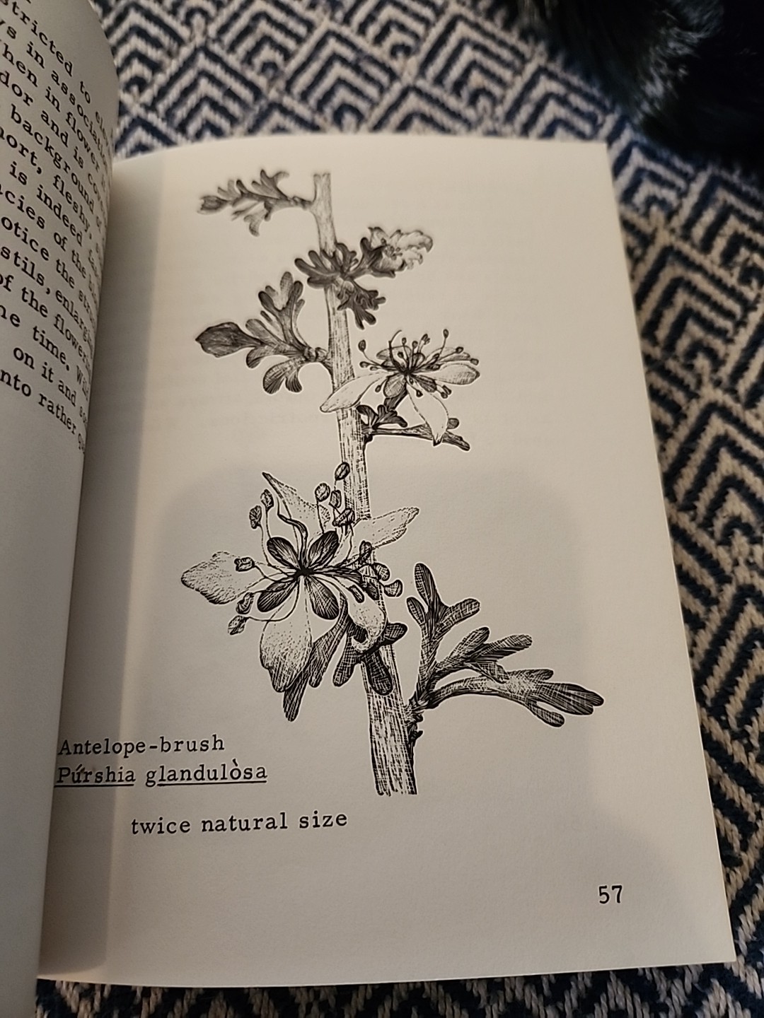 Mockel’s Desert Flower Notebook SIGNED by Author