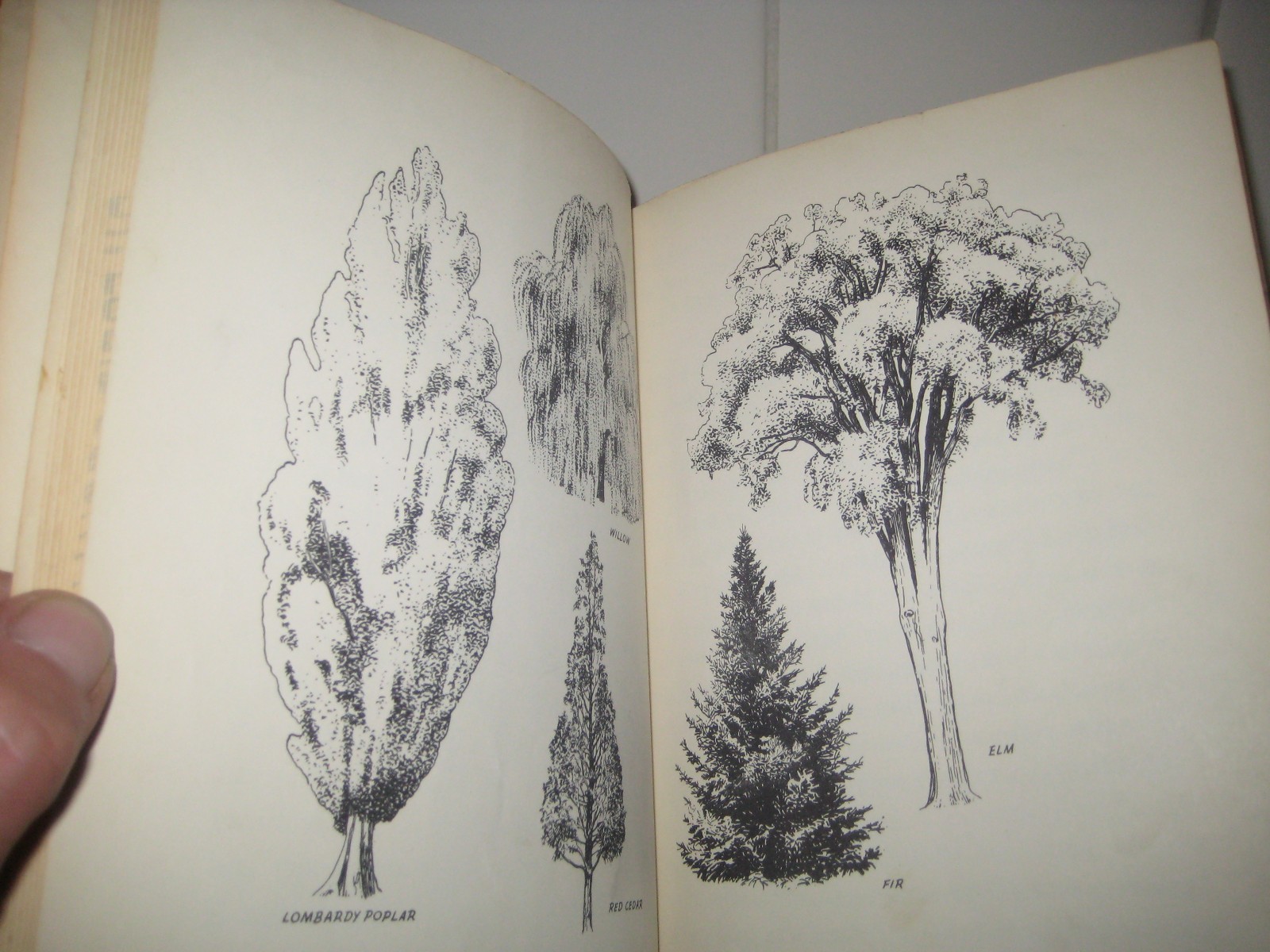 Play with trees/ Millicent Selsam/ Scherer/ 1950/ hardback/ William Morrow