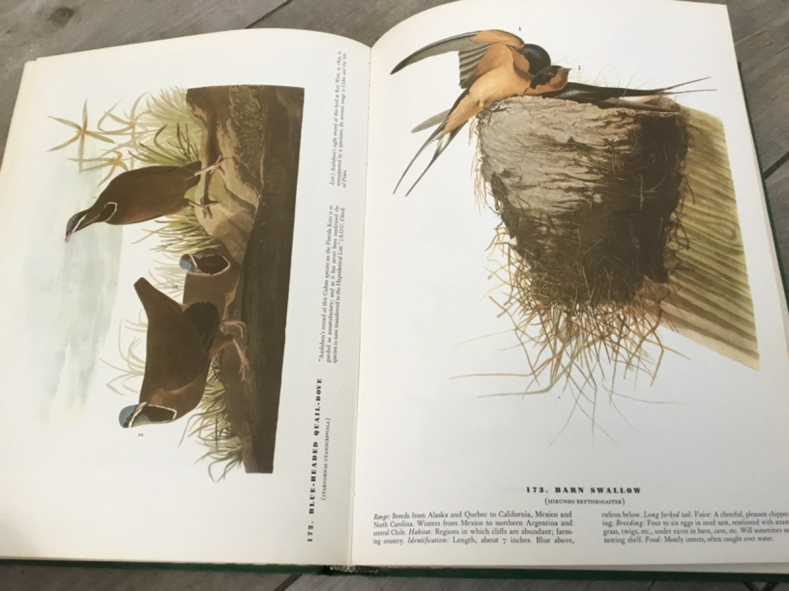 BIRDS OF AMERICA John Audubon McMillan Co Color Plate Prints 10th Printing 1974
