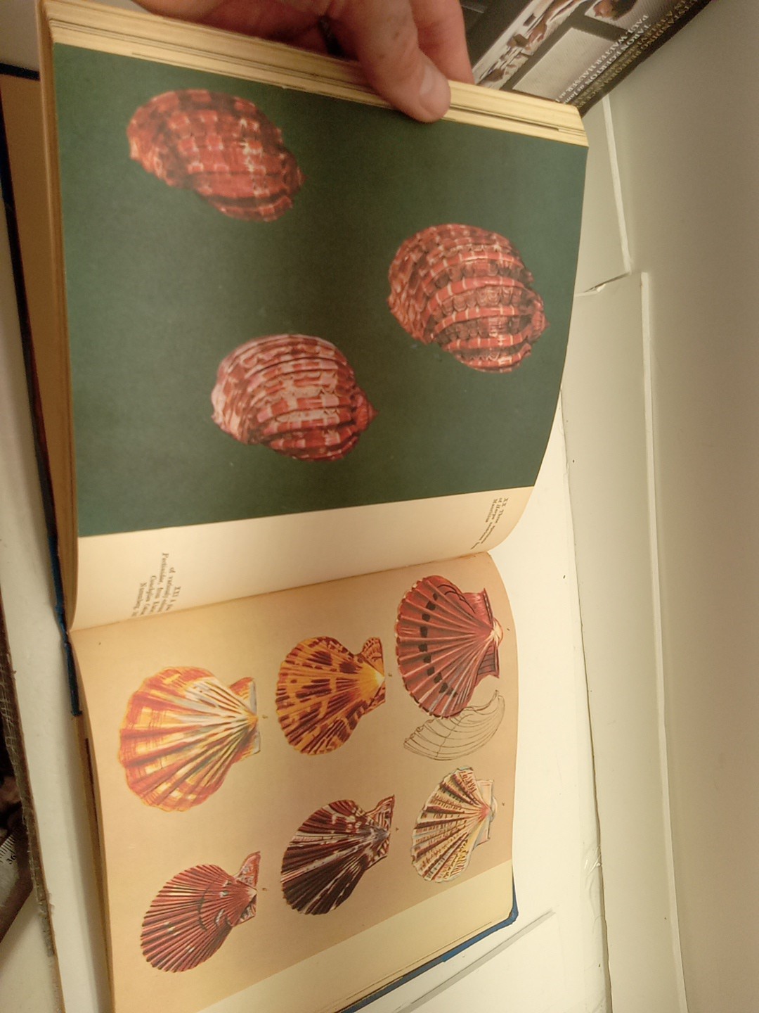 Shells By Roderick Cameron (HC, 1961) Ex Library – READ