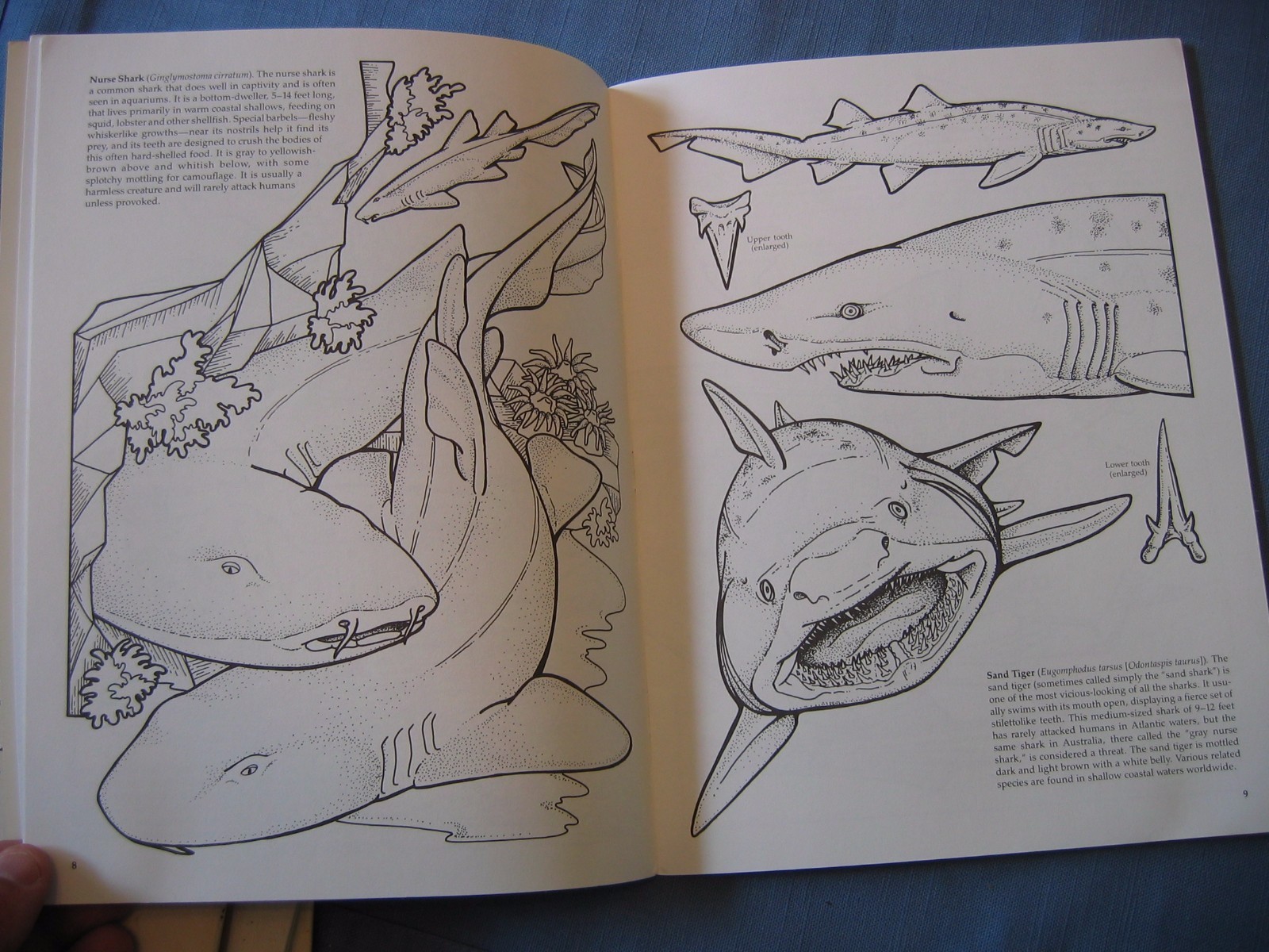 1989 SHARKS OF THE WORLD Dover Coloring Book PB Llyn Hunter