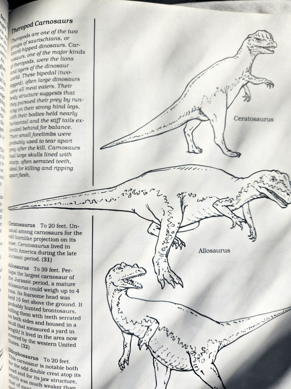 A Field Guide to Dinosaurs Coloring Book – Like New/Unused Vintage 1989 Rare PB