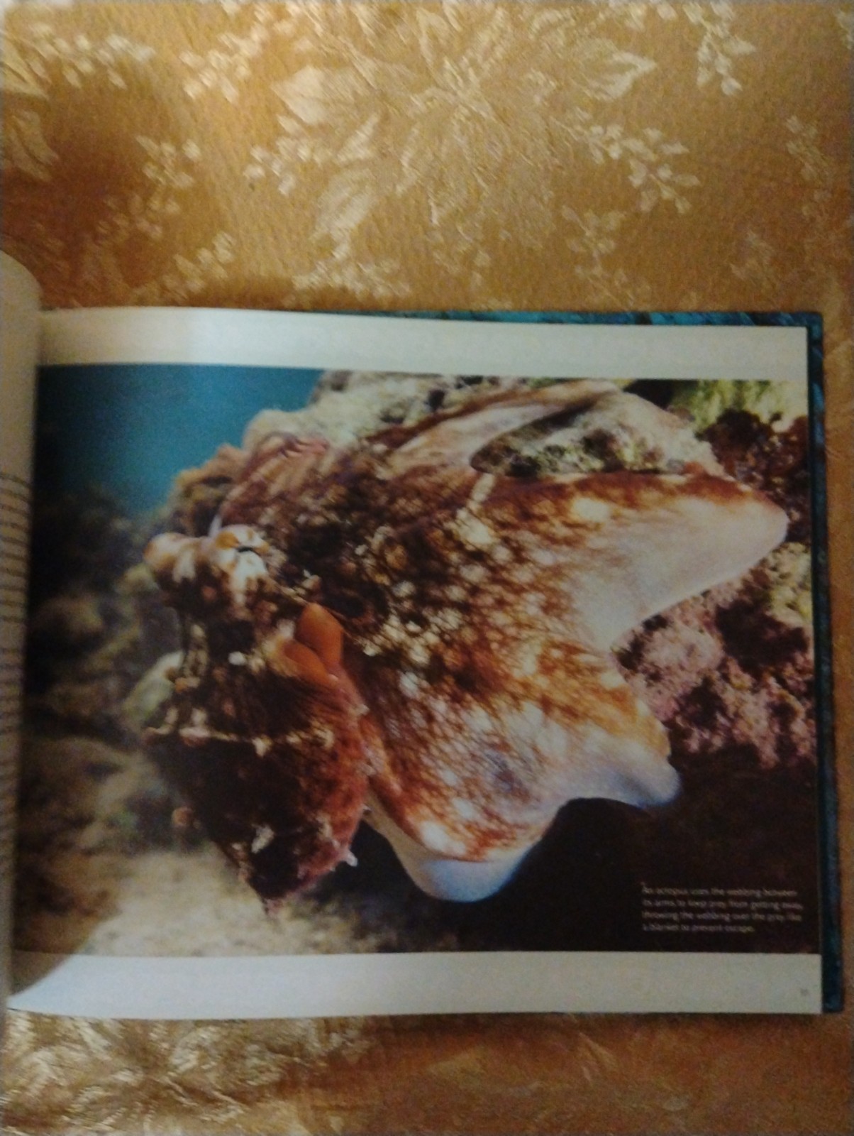 The Octopus Scientists by Sy Montgomery ~ 2015 Hardcover Illustrated Book
