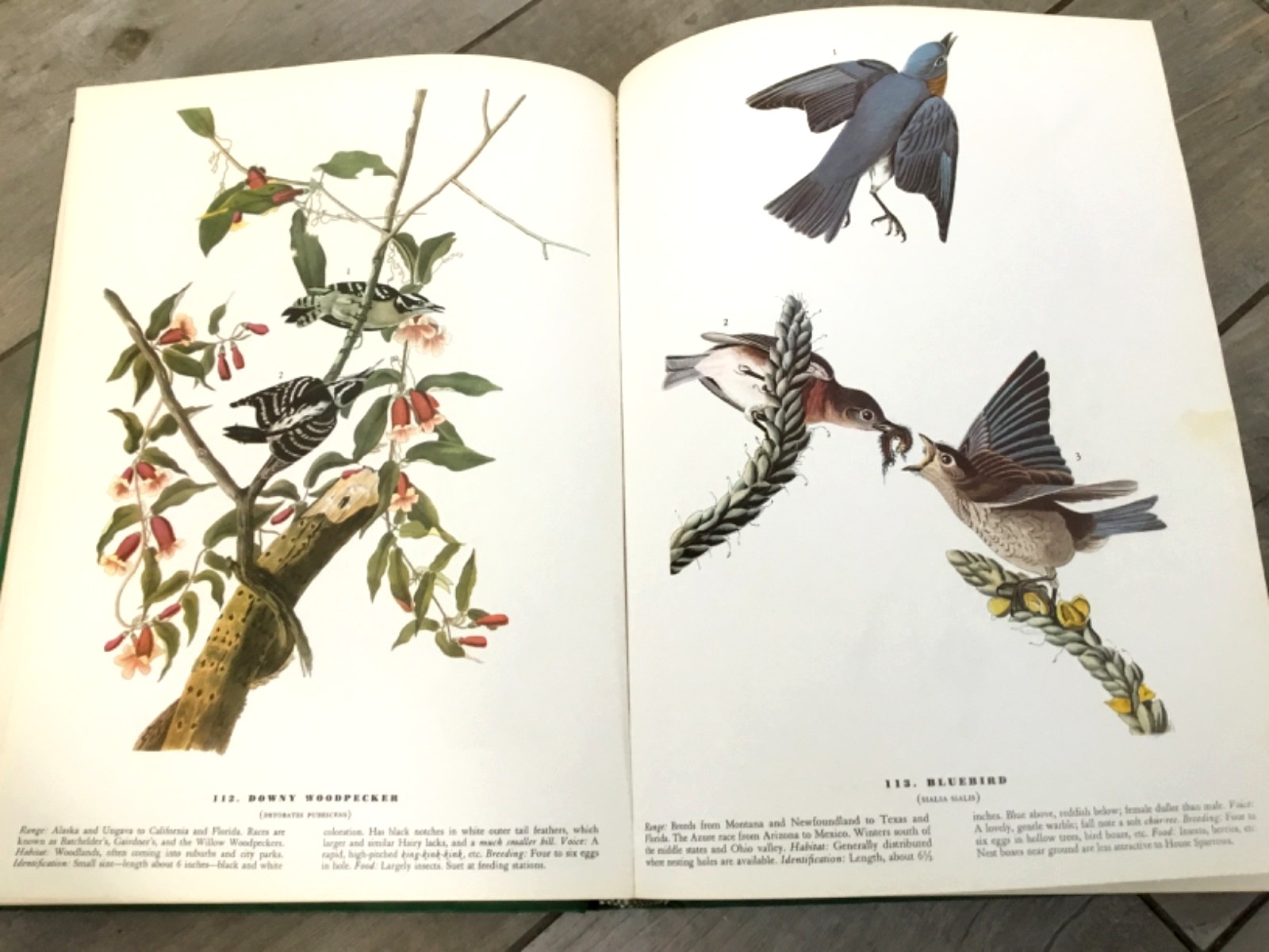 BIRDS OF AMERICA John Audubon McMillan Co Color Plate Prints 10th Printing 1974