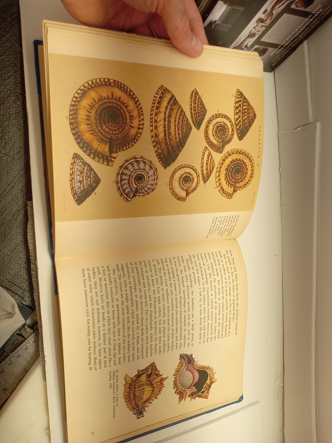 Shells By Roderick Cameron (HC, 1961) Ex Library – READ
