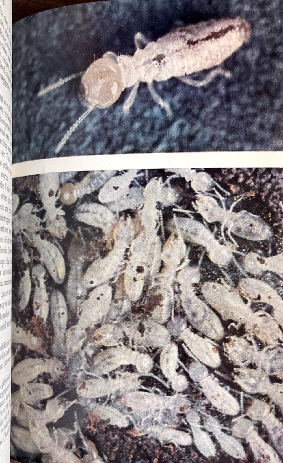 1951 AMERICAN SOCIAL INSECTS by Michener 1st Ed/hb/267pp/DJ/NICELY ILLUSTRATED
