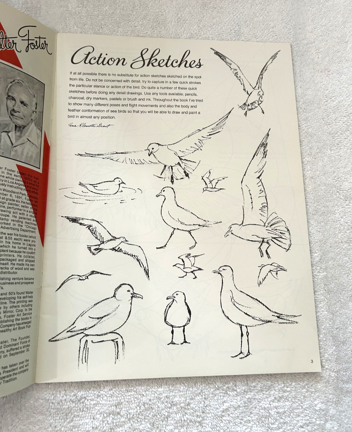 Drawing Painting GULLS AND OTHER SEA BIRDS Ena K Grant Walter T Foster #204