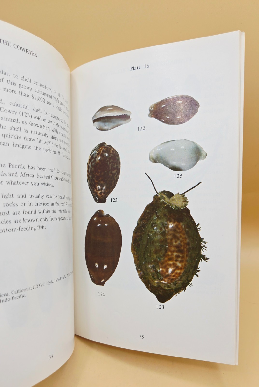 Vintage 1975 WHAT IS A SHELL? Educational Book, VERY GOOD, LN