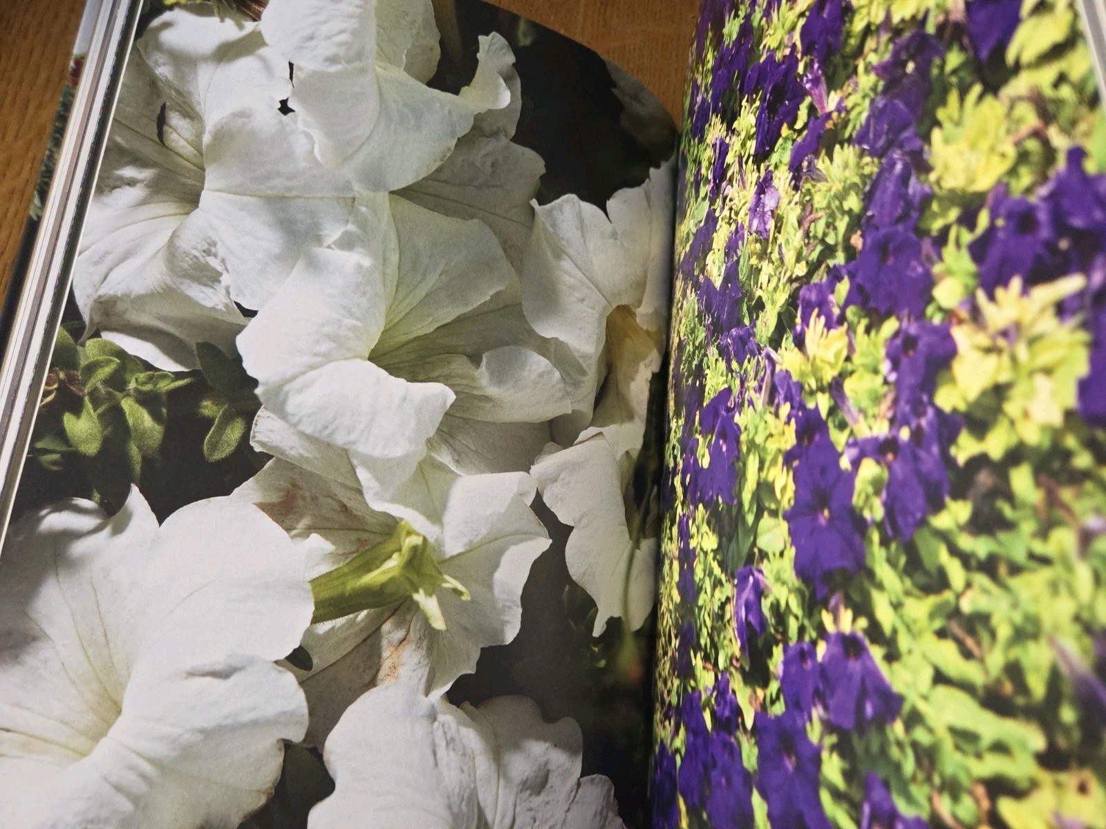 Flower Men: An aromatic journey in the south of Saudi Arabia