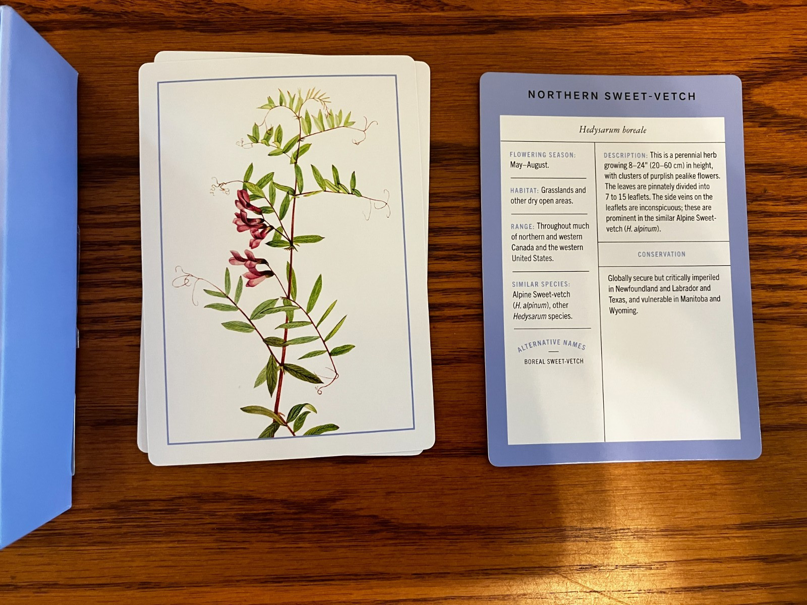 New York Botanical Garden Wildflower Identification Flashcards: 100 Boxed