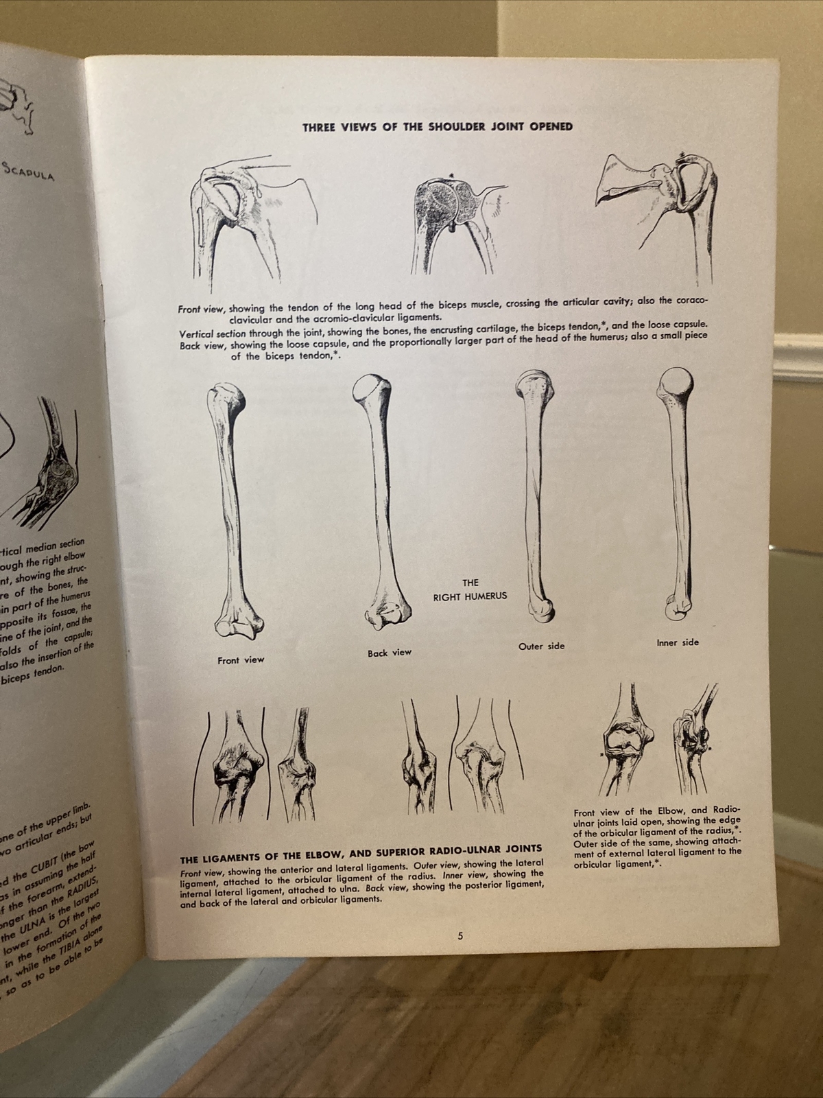 ANATOMY by Walter T Foster VINTAGE Paperback Drawing Book, Large Size QUICK SHIP