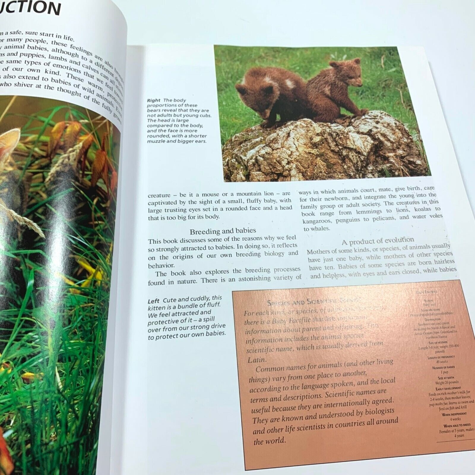 Animal Babies Steve Parker Hardcover Book Habitat Guide to Wild Animals 1994