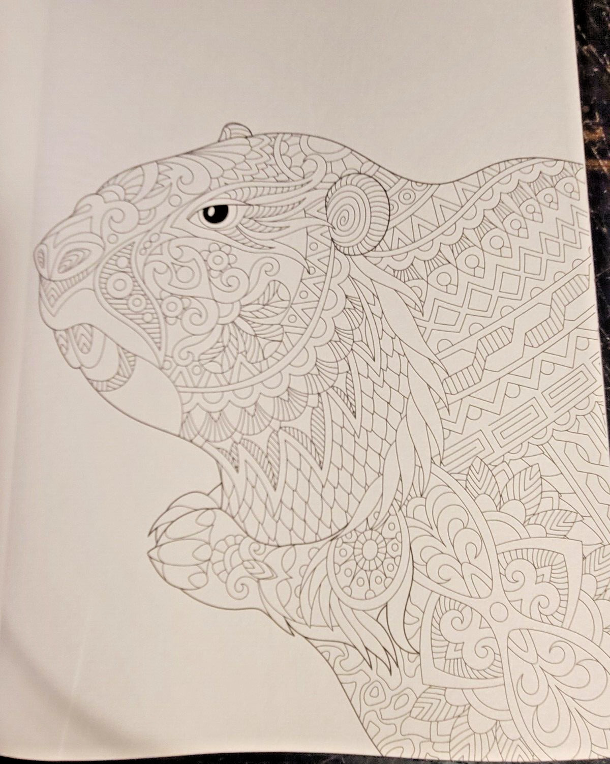 COLORS OF THE WILD Vol. 20 Adult Coloring Book With 47 Prints Ready To Frame!