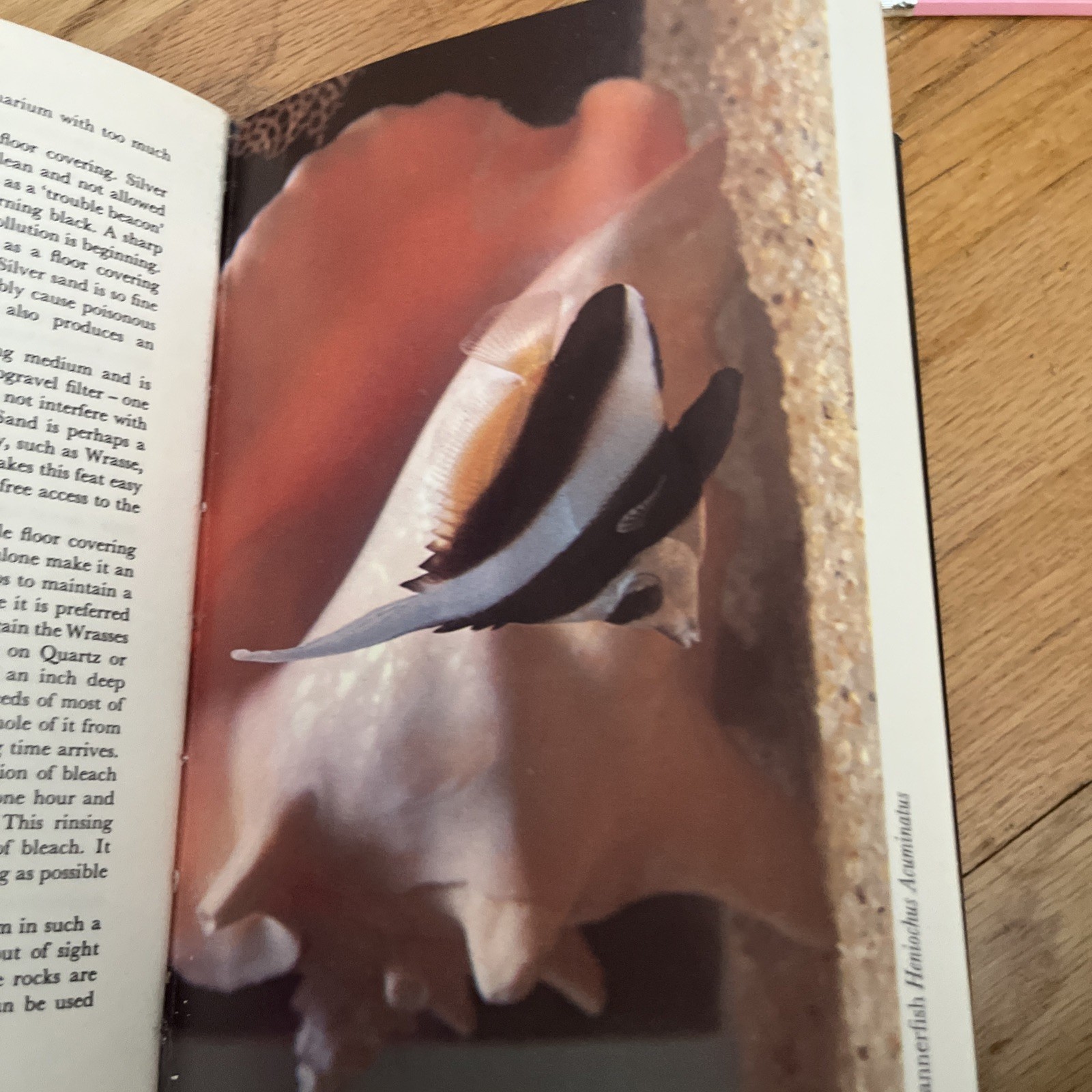 Natural History ,CORAL FISHES by T RAVENSDALE , 1967 , HC/DJ Book