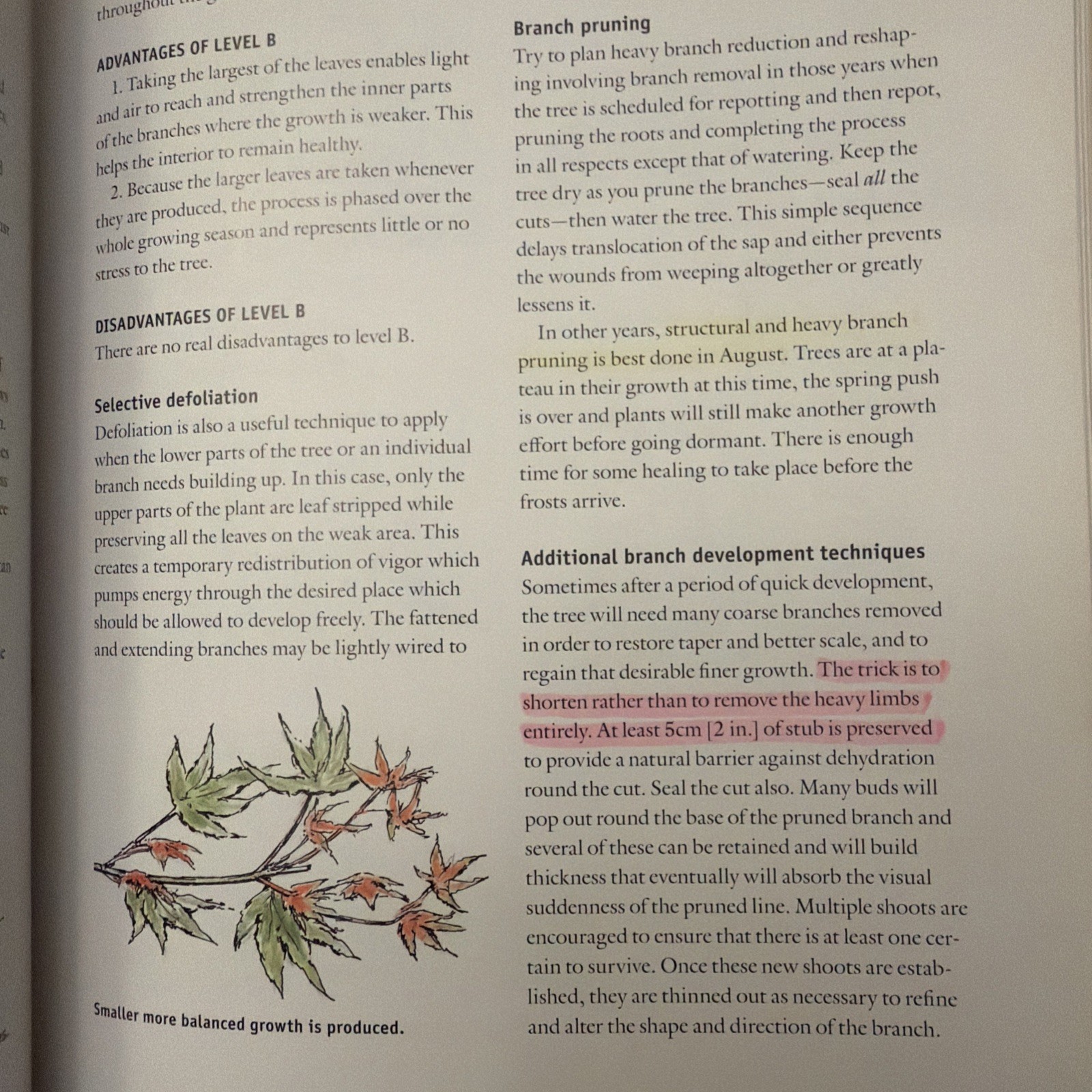 BONSAI WITH JAPANESE MAPLES By Peter Adams – Hardcover , Highlighting 10 Pages
