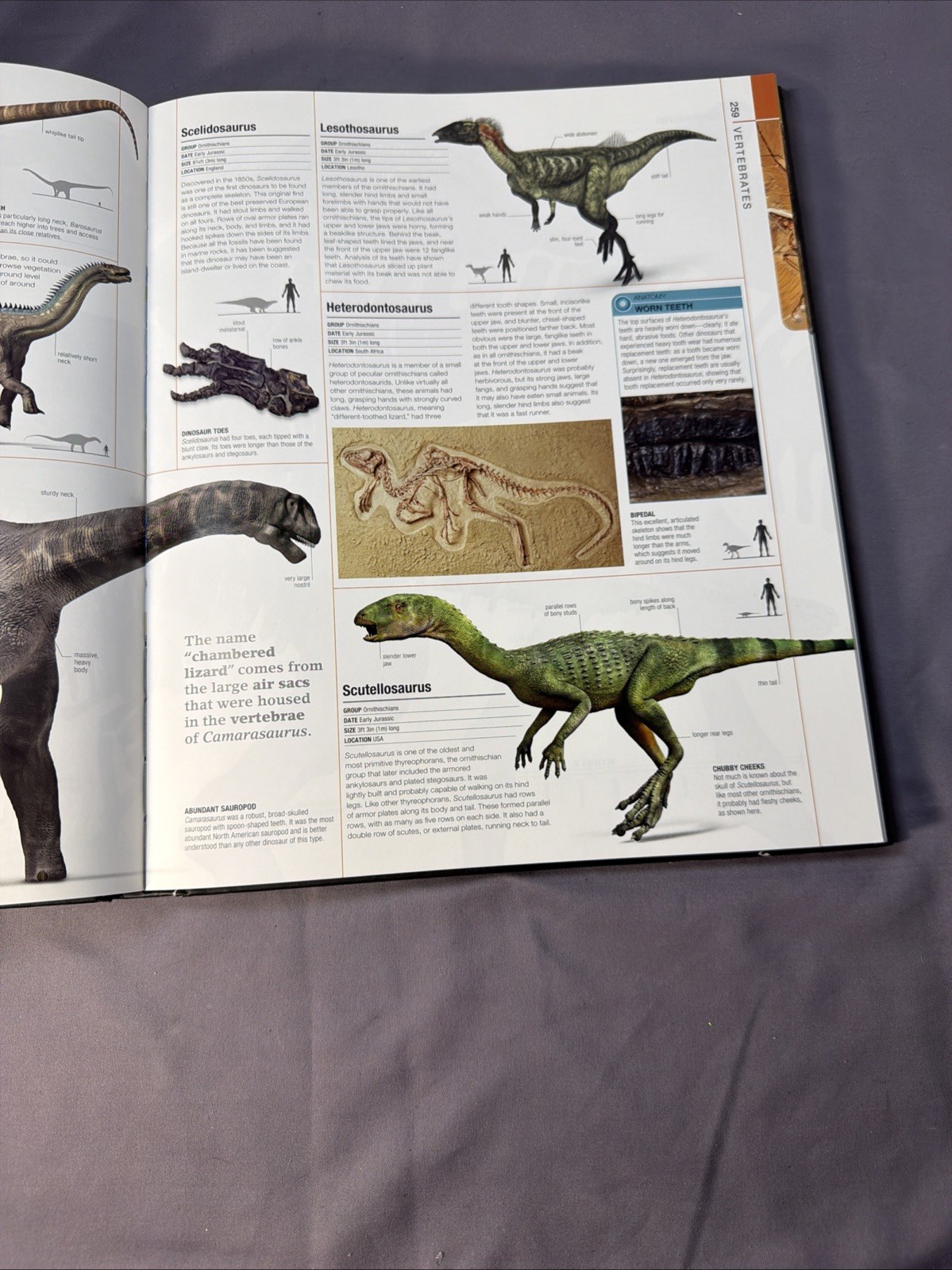 Dinosaurs & Prehistoric Life: The Definitive Visual Guide to Prehistoric Animals