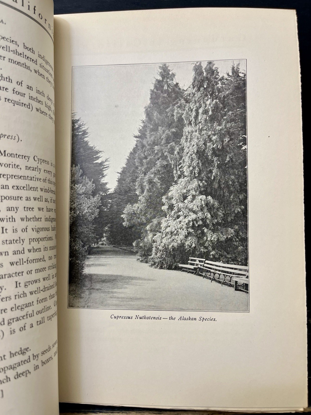 Gardening In California Landscape and Flower by John McClaren 1909 Hrdbk VG O1
