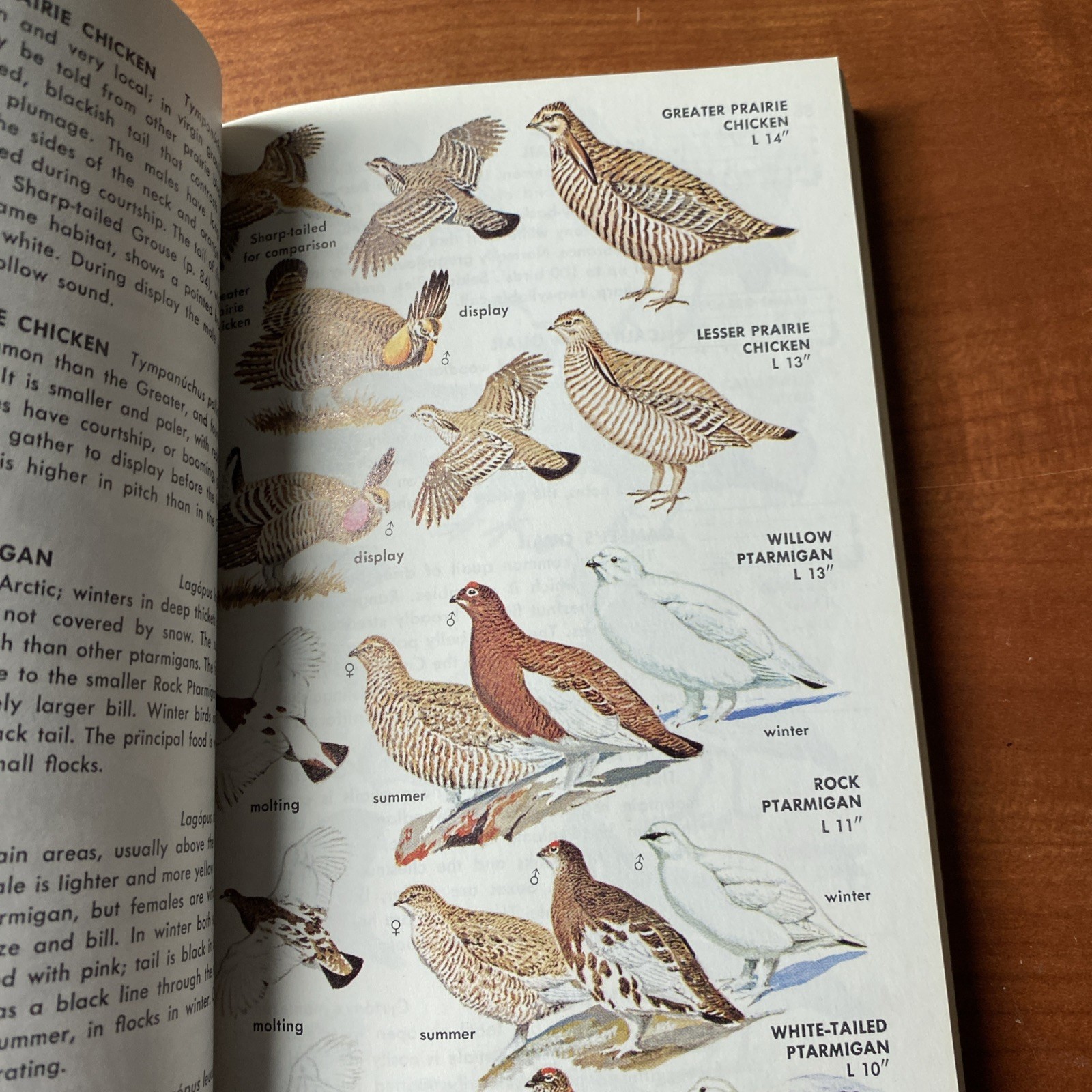 Guide to Field Identification Birds North America Golden Field Guide 1966 Trees