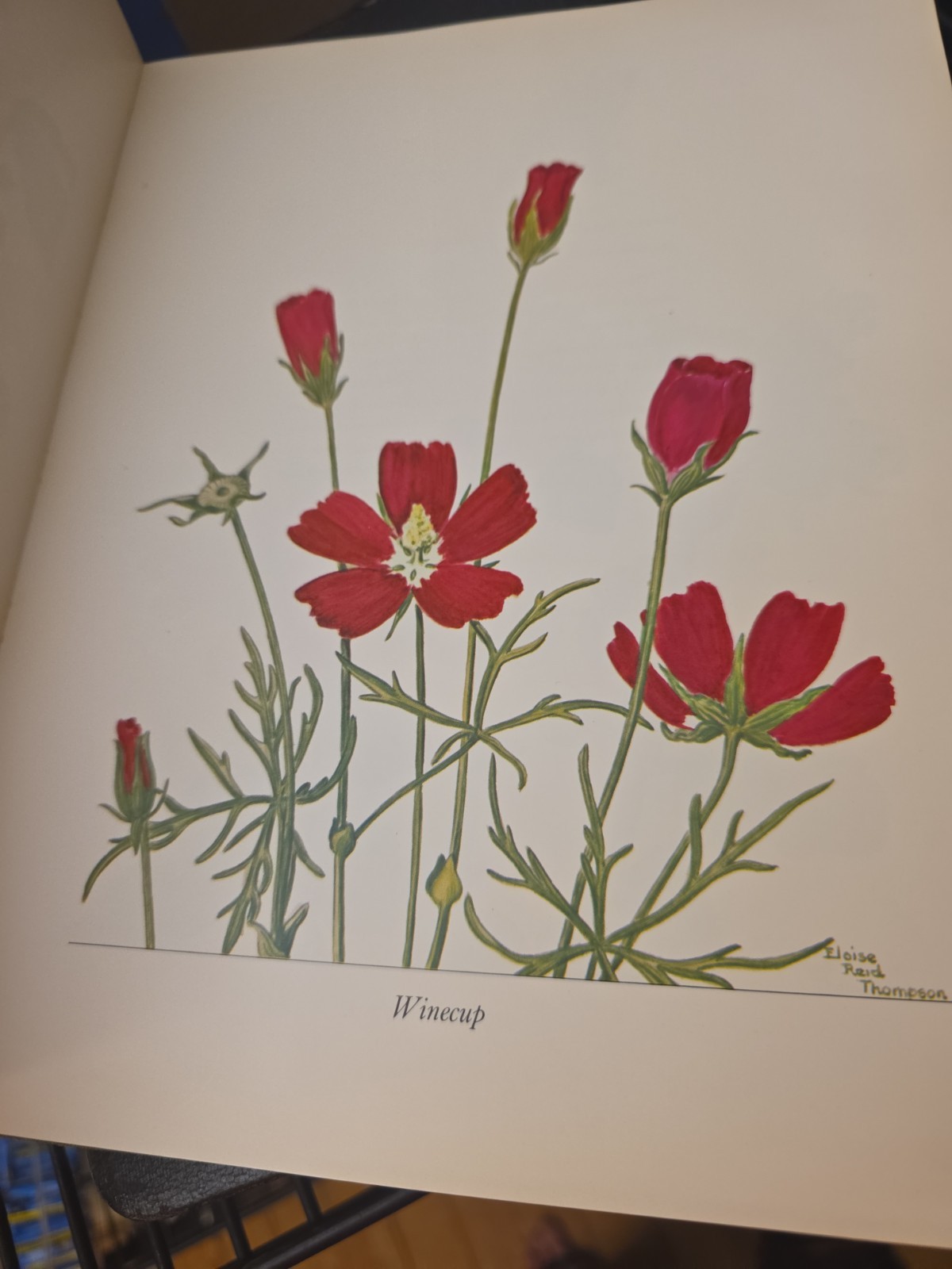 Wildflower Portraits Eloise Reid Thompson Univ of Oklahoma 1964 HB VG Book Plant