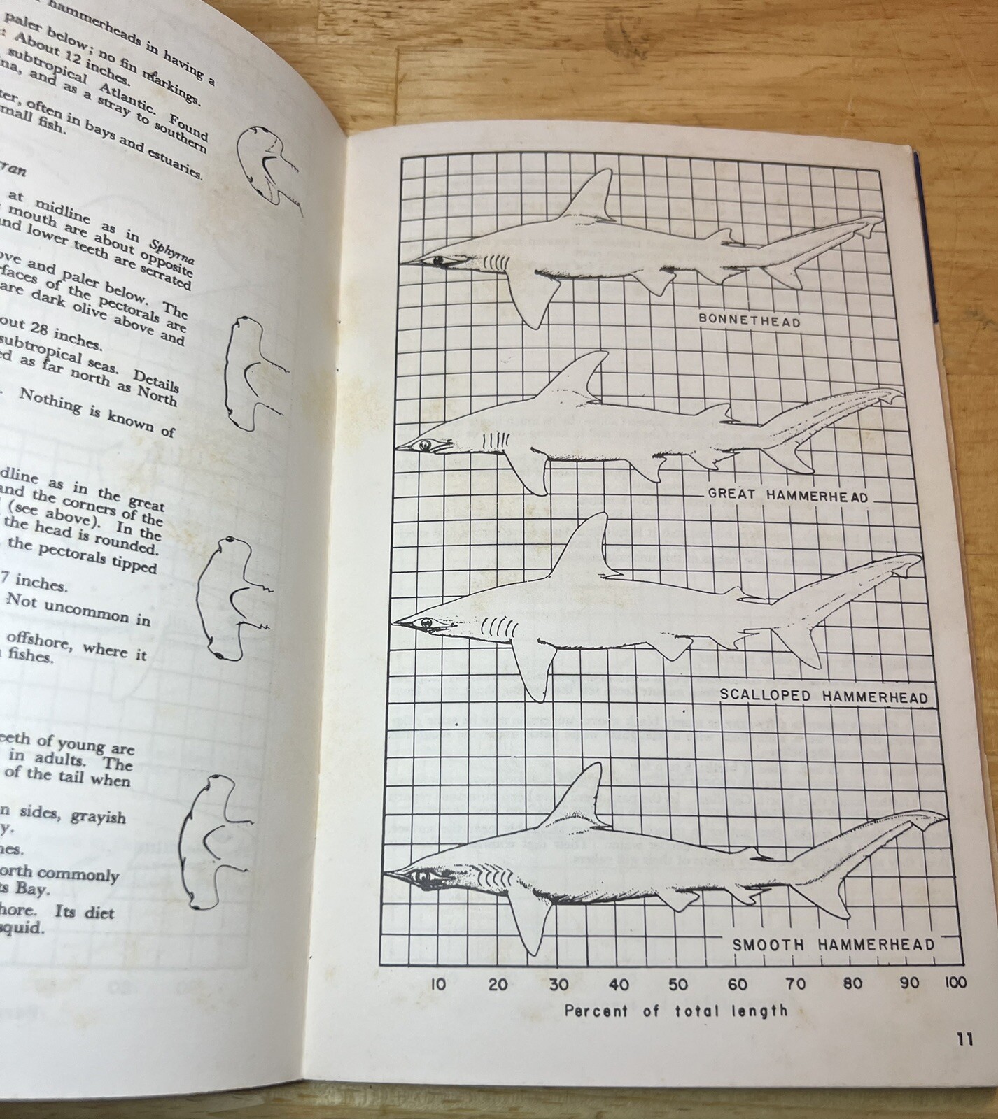Angler’s Guide to Sharks of the U.S. Maine to Chesapeake Bay 1964