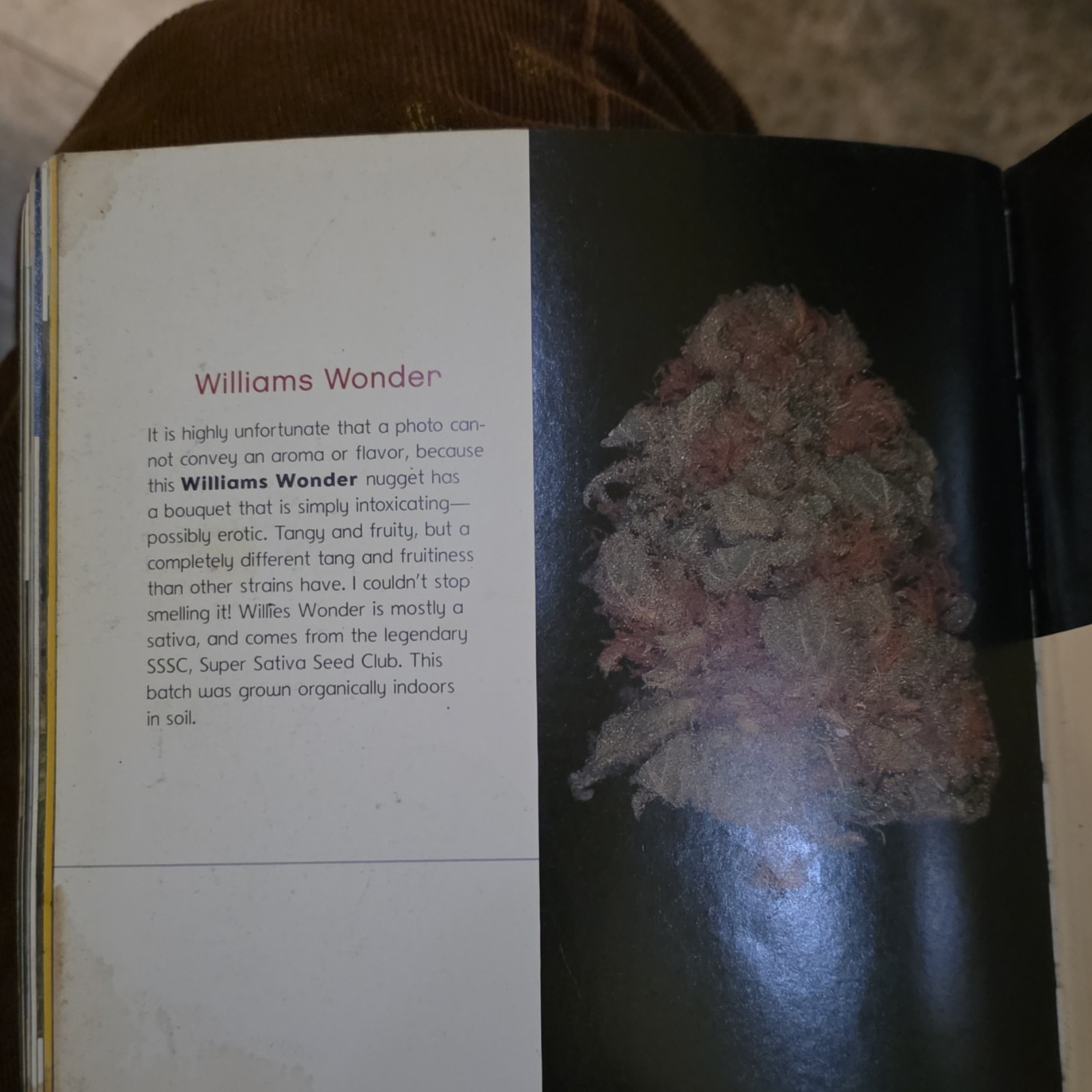 The Cannabible 2 Jason King Ten Speed Press Paperback Marijuana Cultivation Book