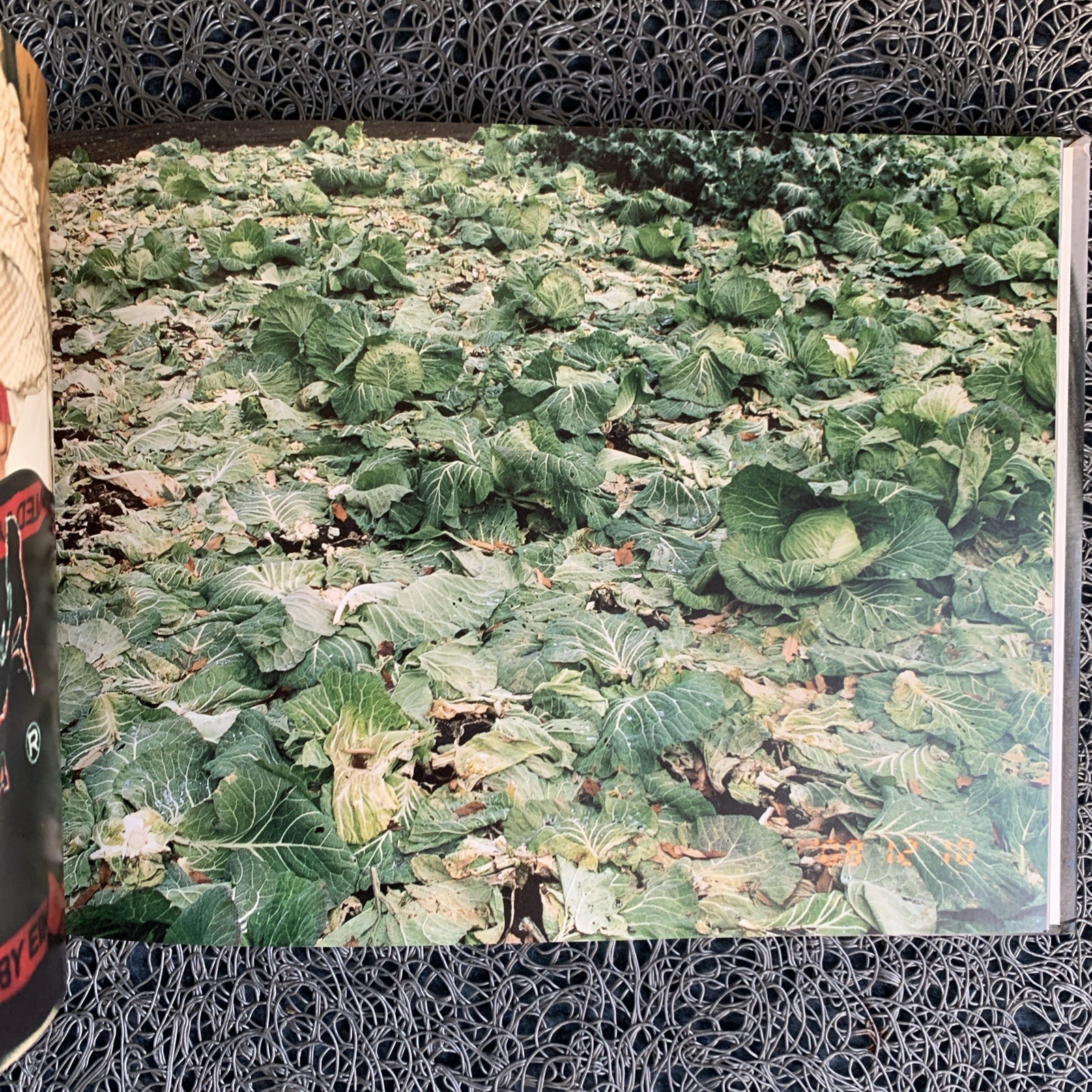 Kayo Ume: Umep : Hardcover, 2010, 140 pages : LN