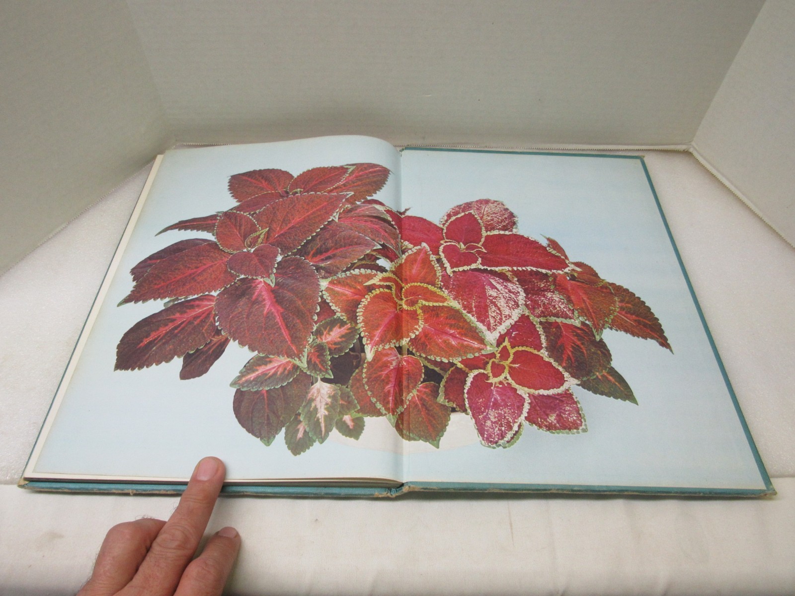 Plants & Flowers In The Home Violet Stevenson Longmeadow Press 1975 Hardcover