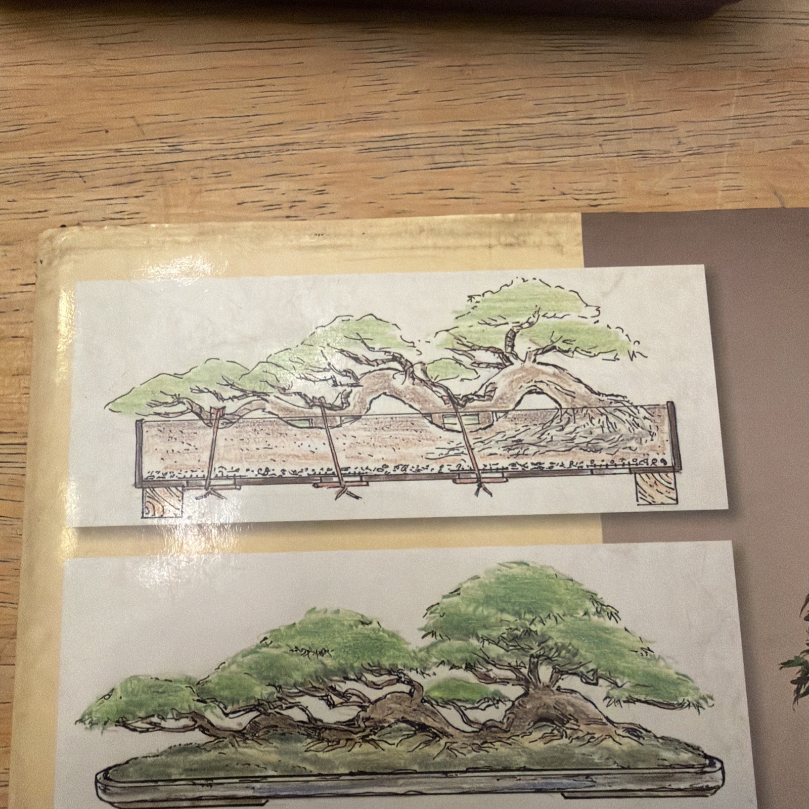 BONSAI WITH JAPANESE MAPLES By Peter Adams – Hardcover , Highlighting 10 Pages