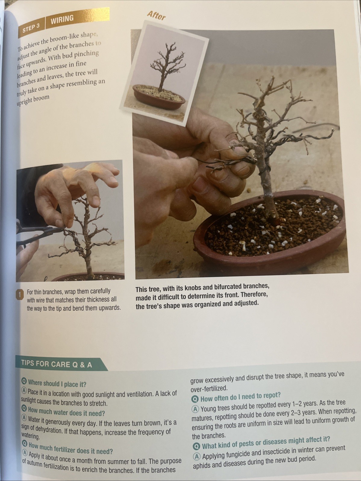 Bonsai Master Class: Lessons and Tips from a Japanese Master (with Over 600