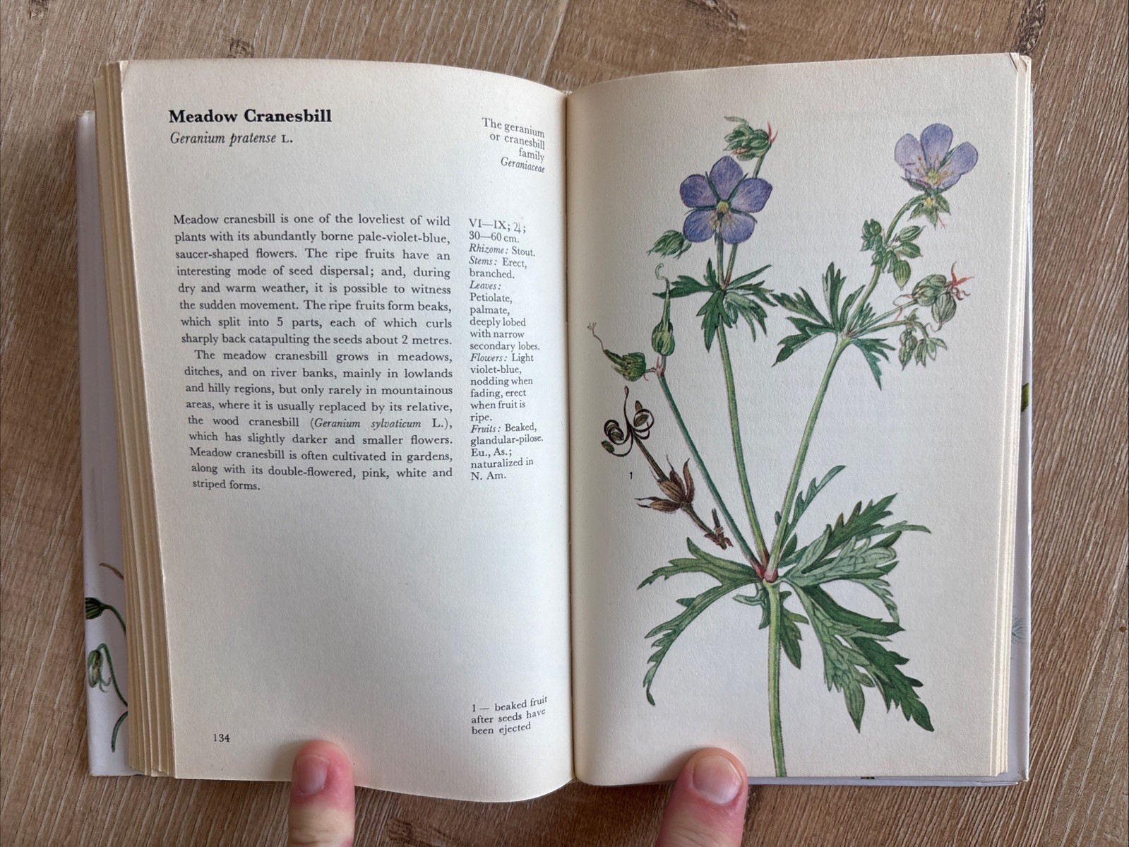WILD FLOWERS FERNS AND GRASSES Bohumil Slavik 1975 HCDJ Octopus Czech Guide Vtg