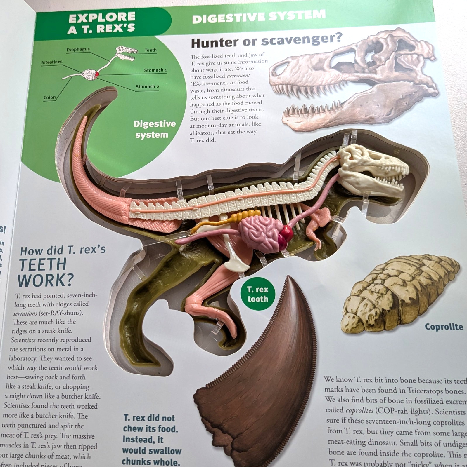 Explore A T.Rex Inside and Out By Dennis Schatz with 3-D Model Tyrannosaurus Rex