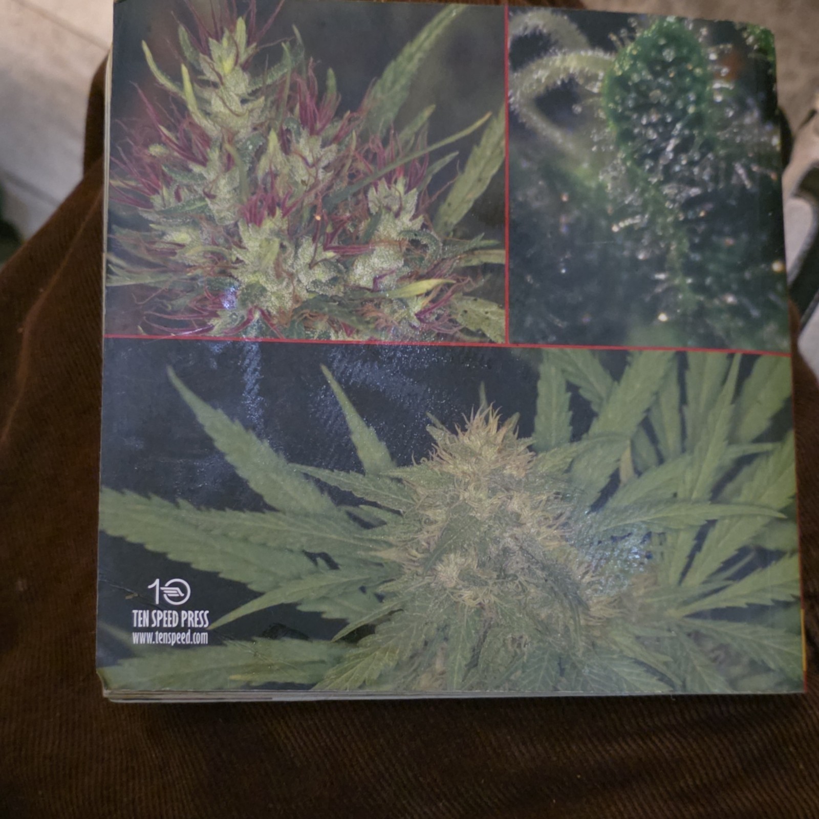 The Cannabible 2 Jason King Ten Speed Press Paperback Marijuana Cultivation Book