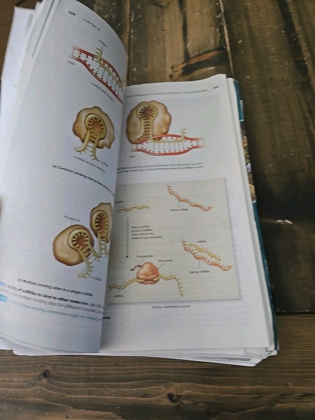 Biology 5th Edition by Robert J. Brooker (Spiral Binder Pages)