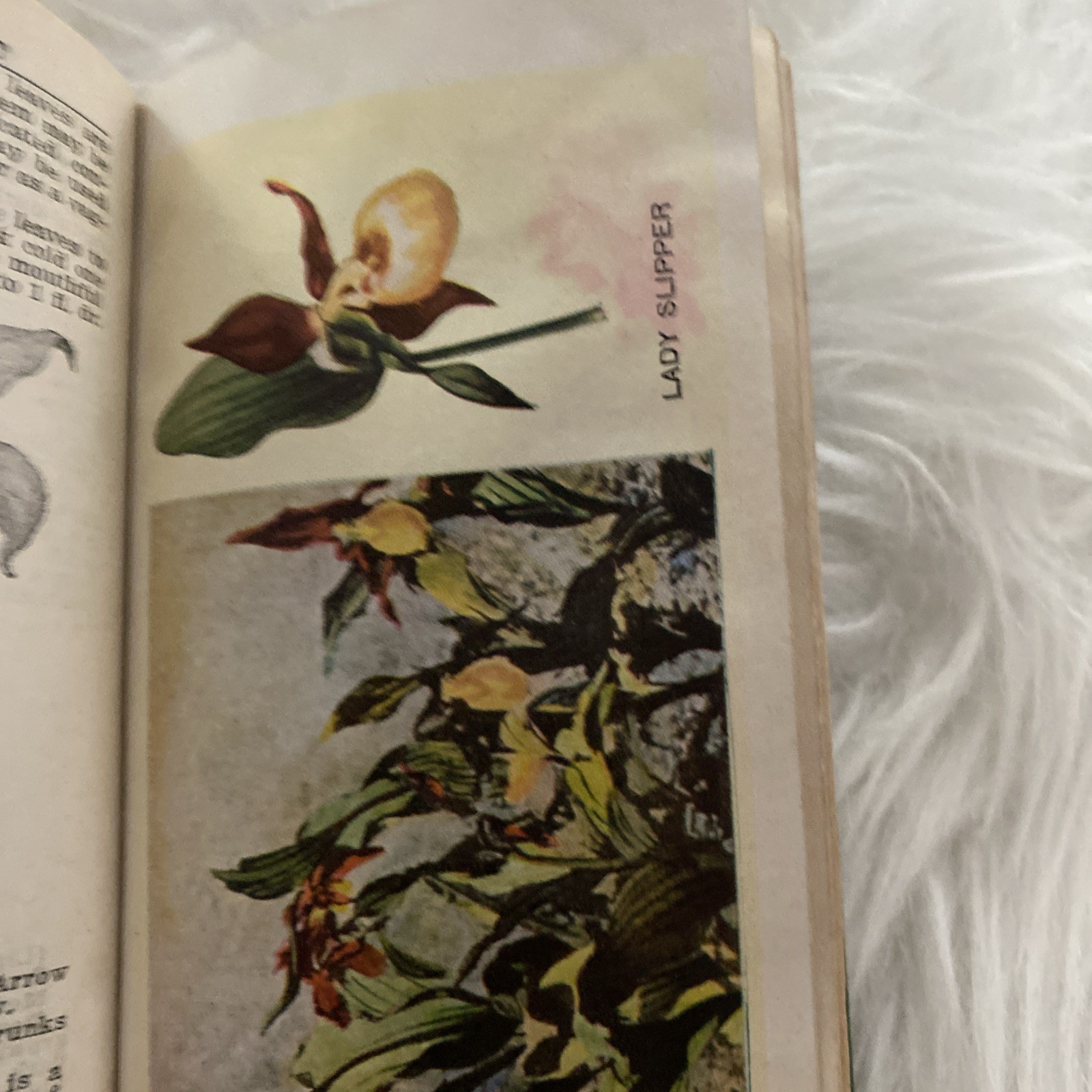 The Herbalist 1934 Joseph E. Meyer Green Hardcover Color Plates Illustrated