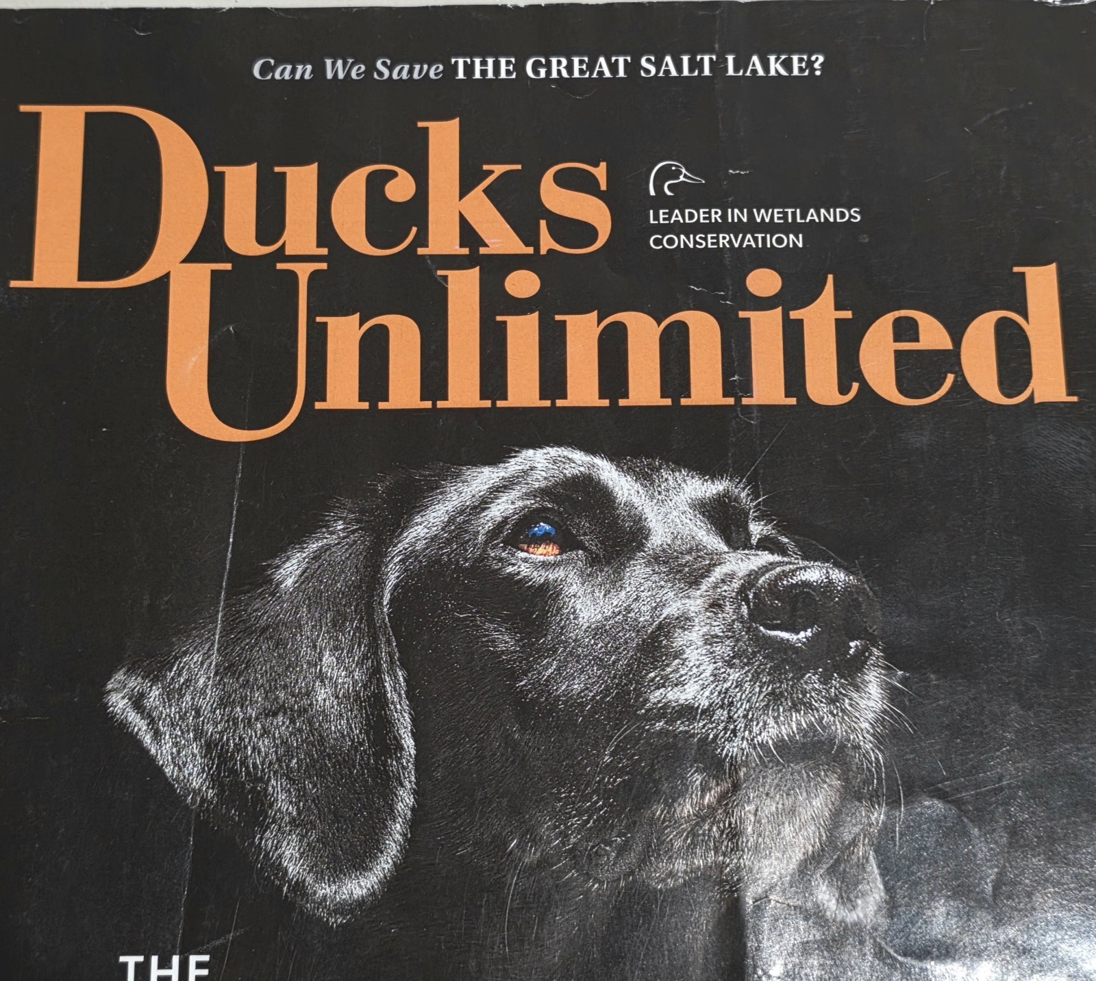 DUCKs UNLIMITED MAGAZINE “The SPORTING DOG ISSUE” 92 Pages May/June 2023