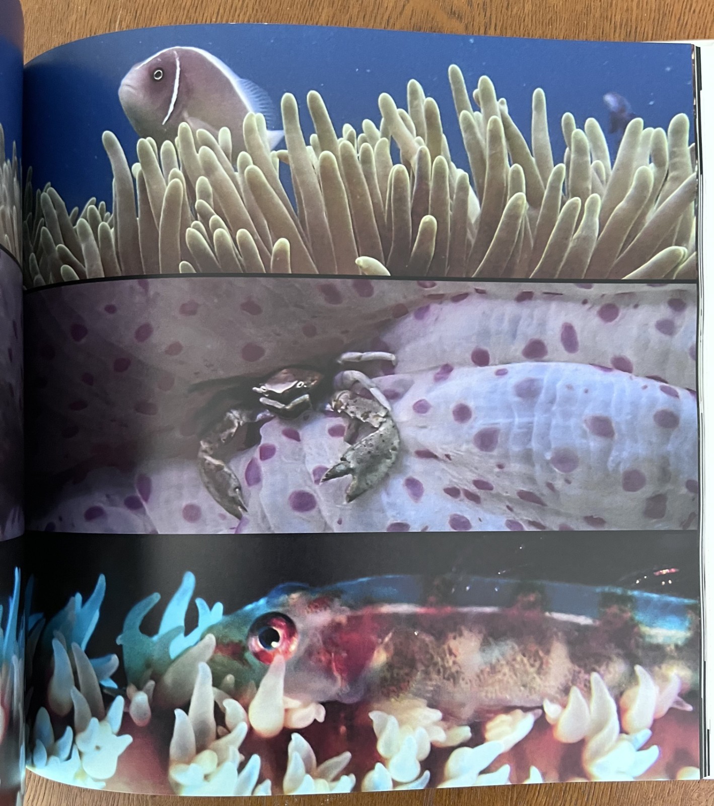Philippines Diving: Anilao Batangas Verde Island Passage Coral Reef Photography