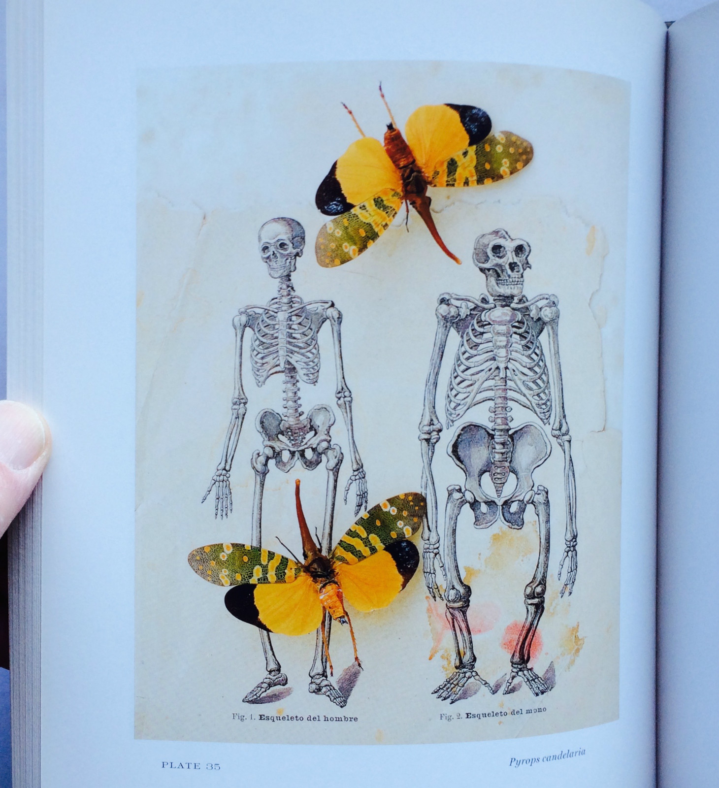 2008 THEATER of INSECTS Jo Whaley hb/128pp/ART – BUTTERFLIES – INSECTS – UNIQUE