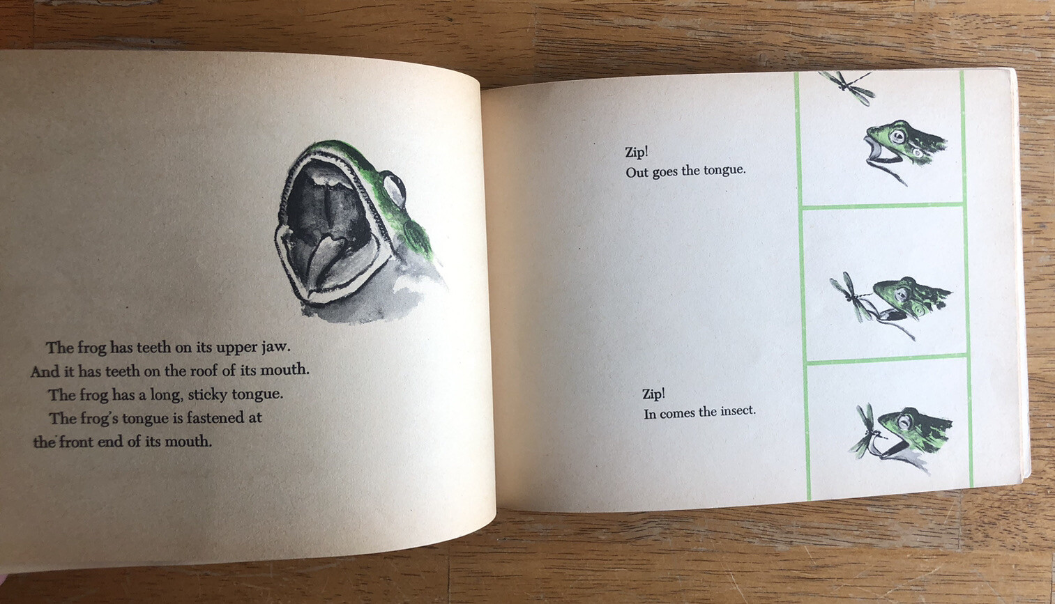 Vintage 1963 What is a Frog? by Gene Darby, Scholastic First Printing Paperback