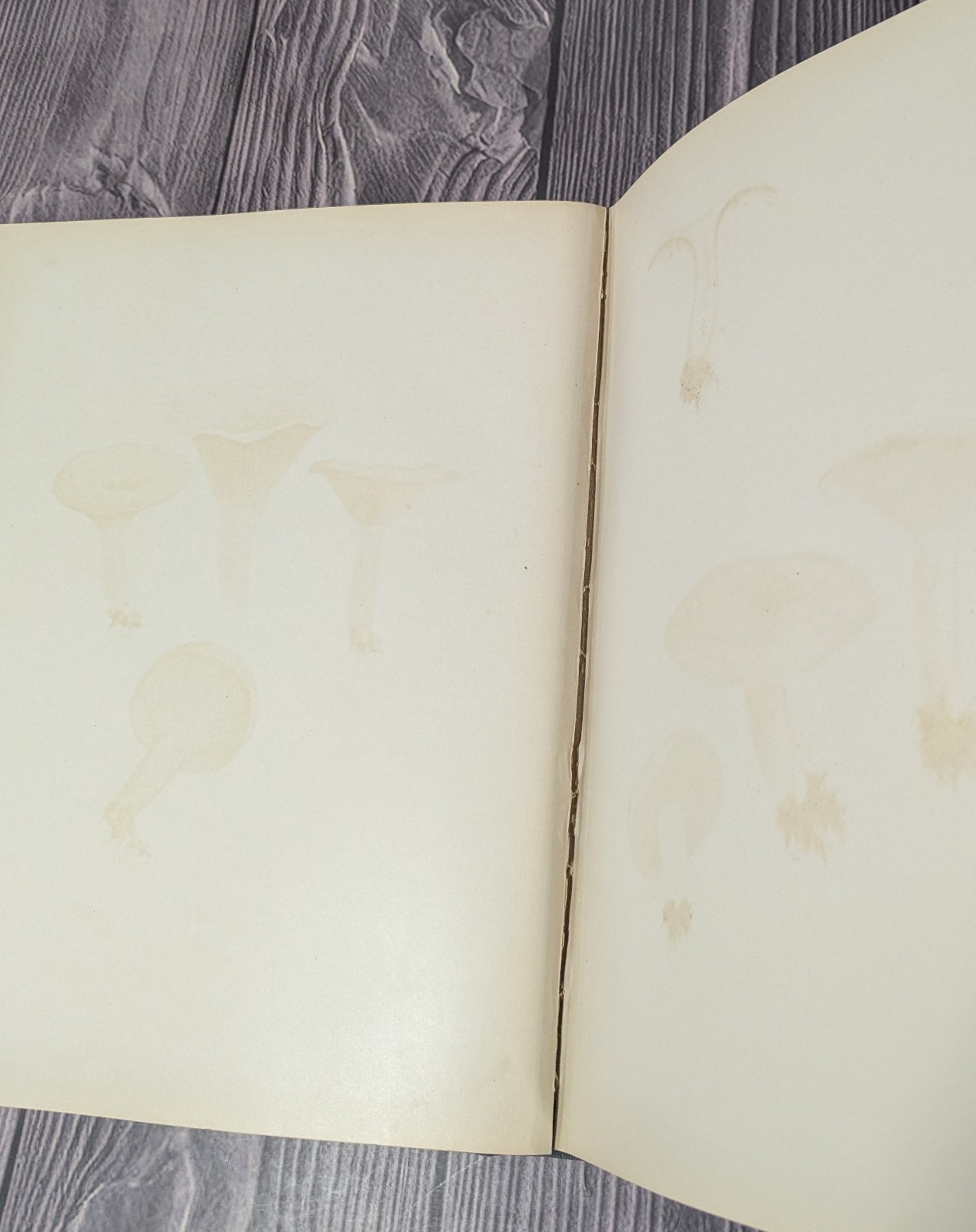 Icones Farlowianae – 1929 Farlow Fungi Mushrooms 103 Color Plates – Large Folio