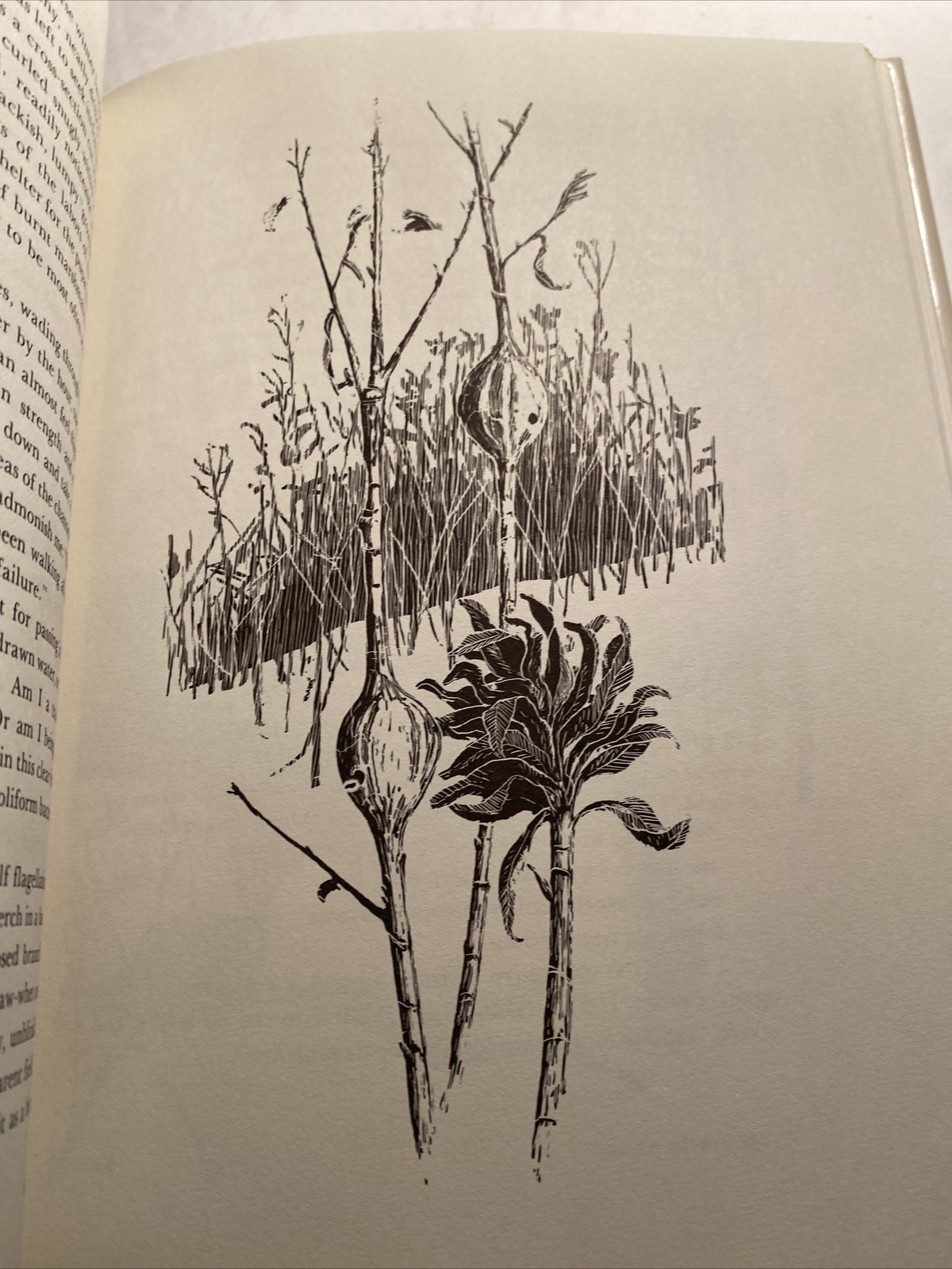 The Winter Woods and The Summer Woodlands by John Quinn Hardcover X library abi