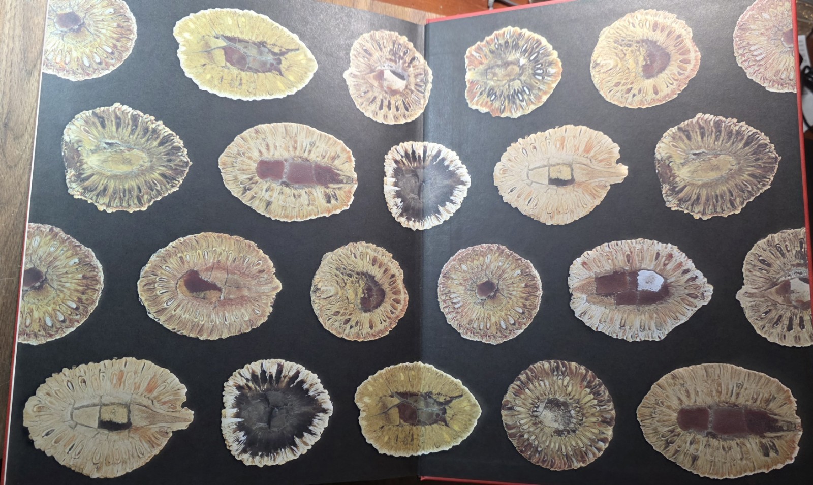 PETRIFIED WOOD The World of Fossilized Wood,Cones,Ferns,and Cycads#B-19