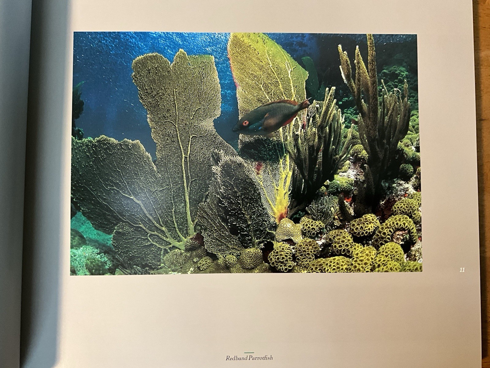 St. John U.S.V.I. Living Art Simonsen 2003 SIGNED Caribbean Photography 2nd Ed.