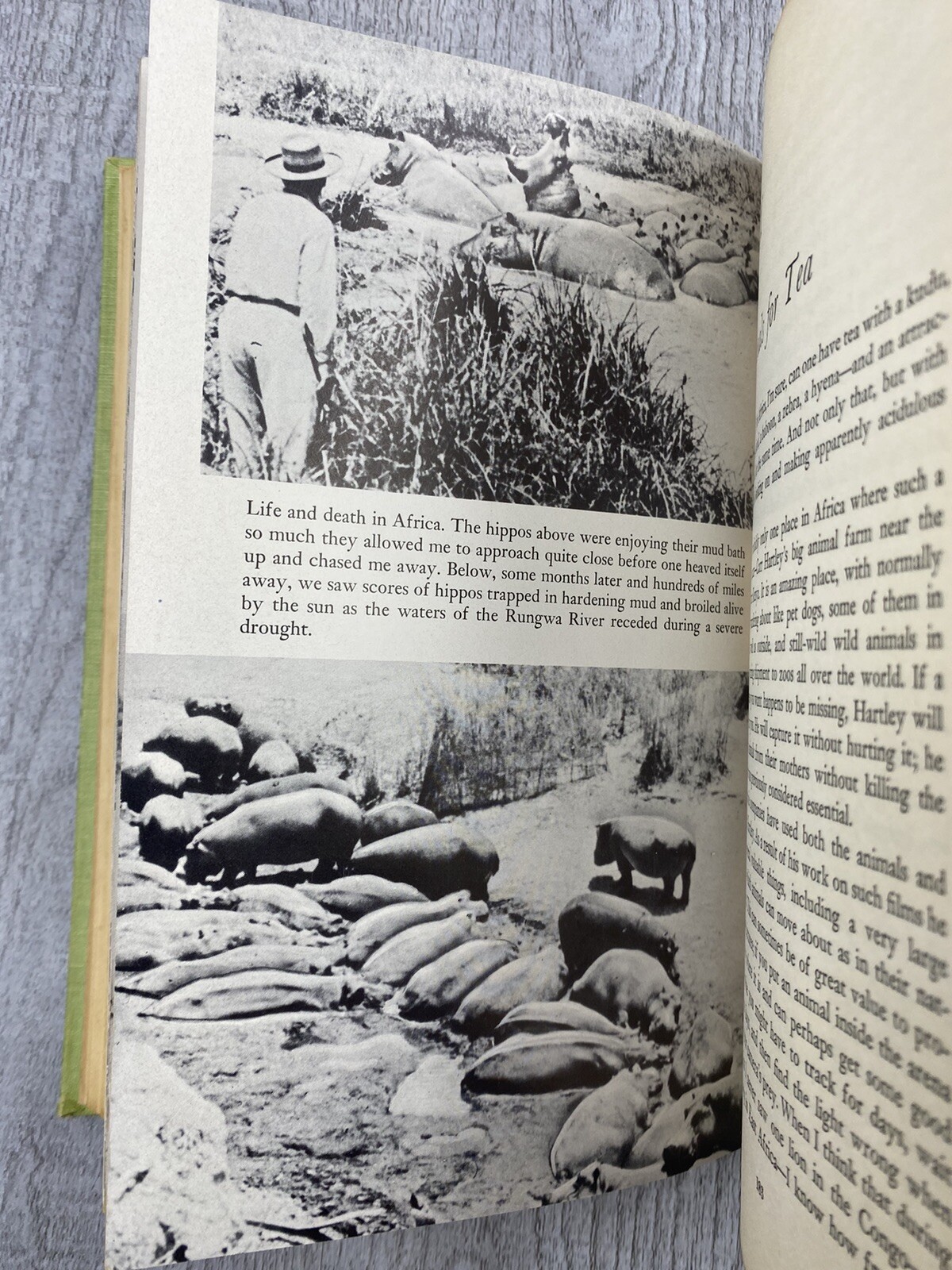ZANZABUKU, DANGEROUS SAFARI BY LEWIS COTLOW, First Edition 1956, Good++