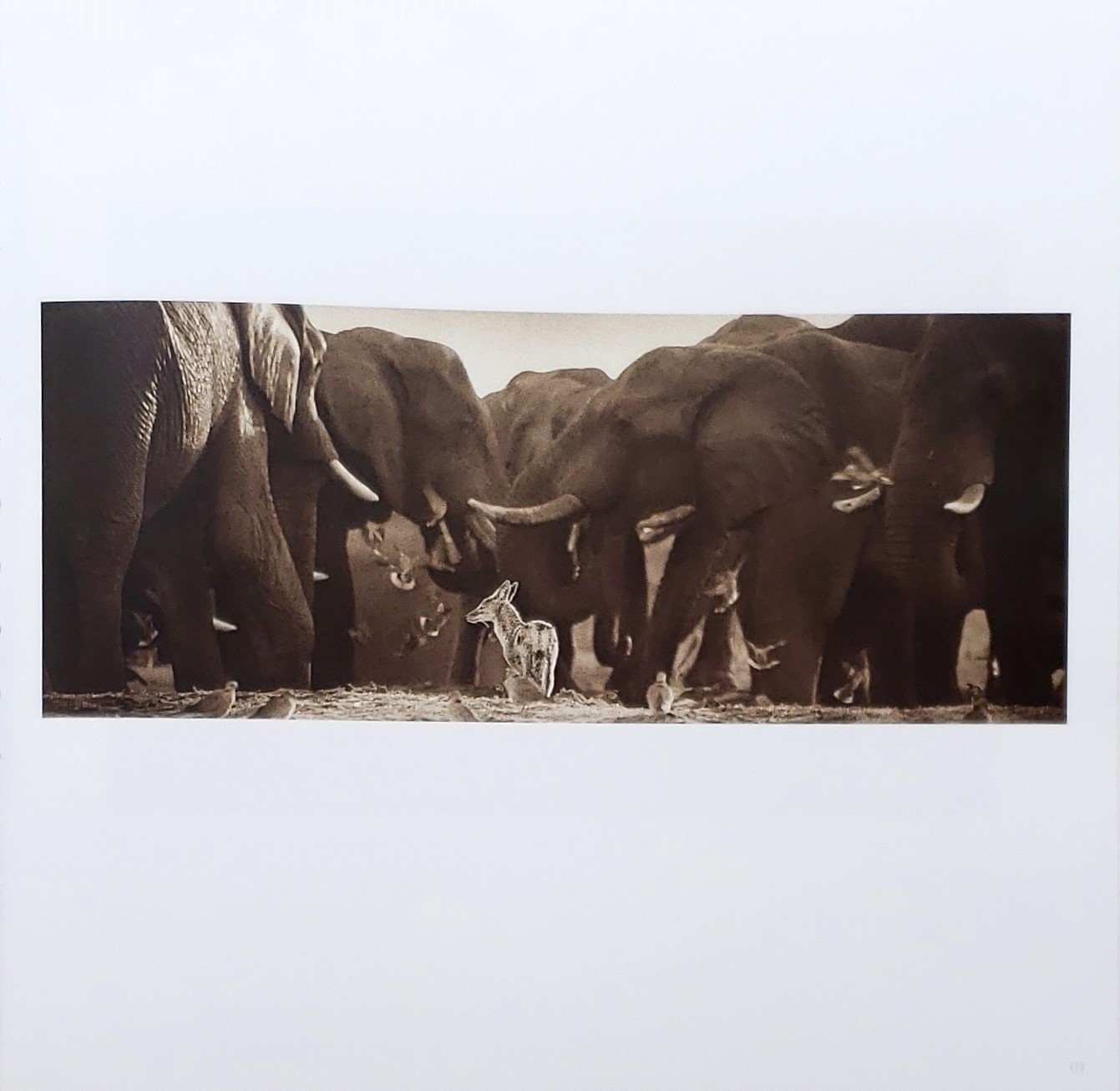 Homage by Graham Springer First Edition 2015